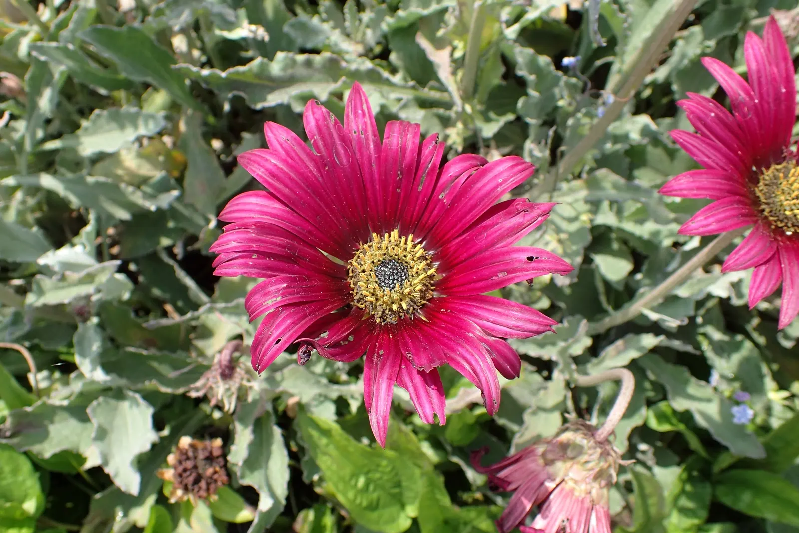 Yellow African Daisy (Arctotis Acaulis) — When incorporating into landscapes