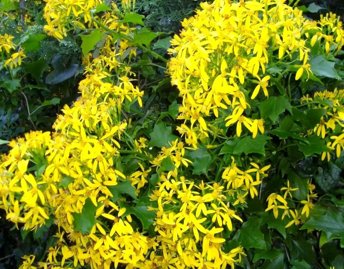 Yellow African Daisy (Arctotis Acaulis) — where its drought-resistant nature proves invaluable