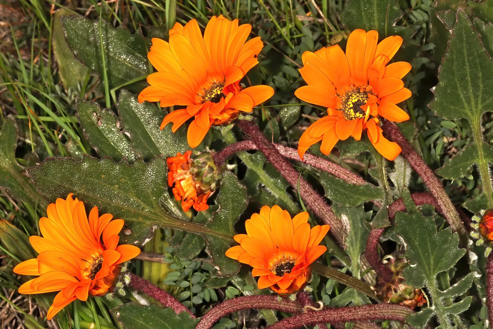 Yellow African Daisy (Arctotis Acaulis) — flourishing with at least 6 hours of direct sunlight daily
