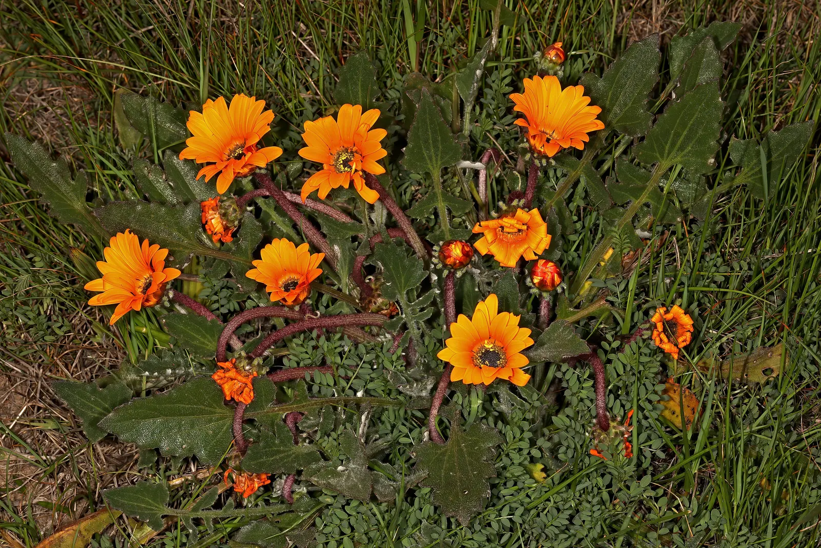 Yellow African Daisy (Arctotis Acaulis) — multi-colored and yellow flowers in the garden