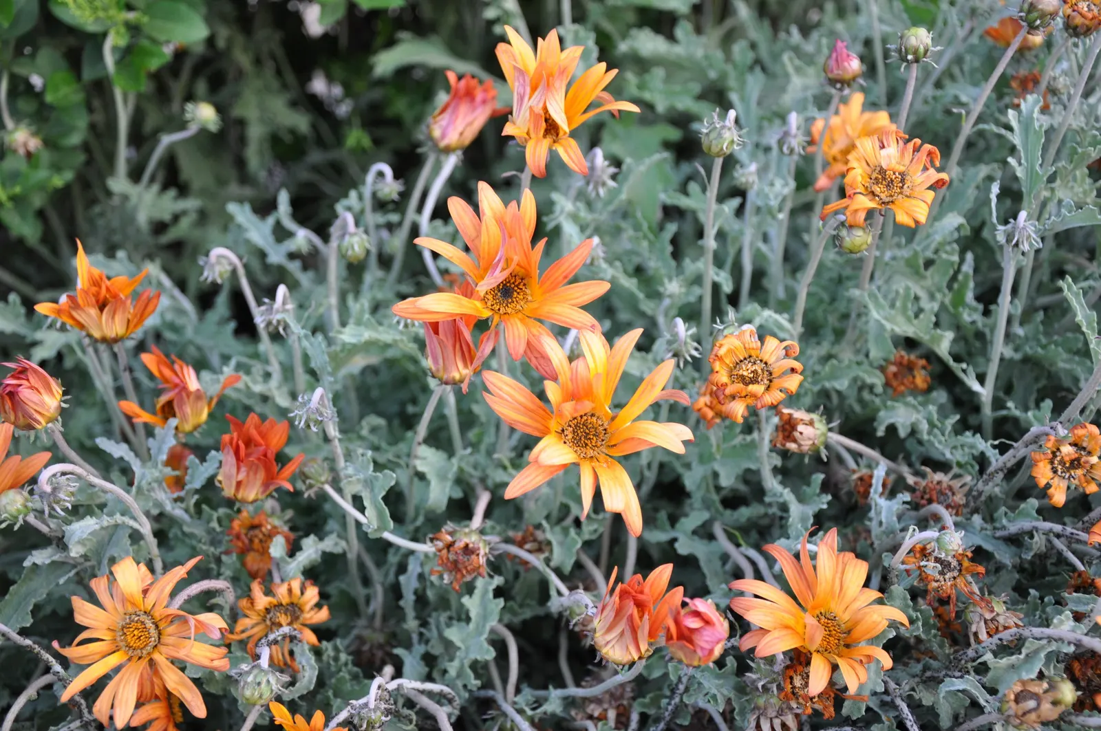 Yellow African Daisy (Arctotis Acaulis) — and is tolerant of a range of soil types