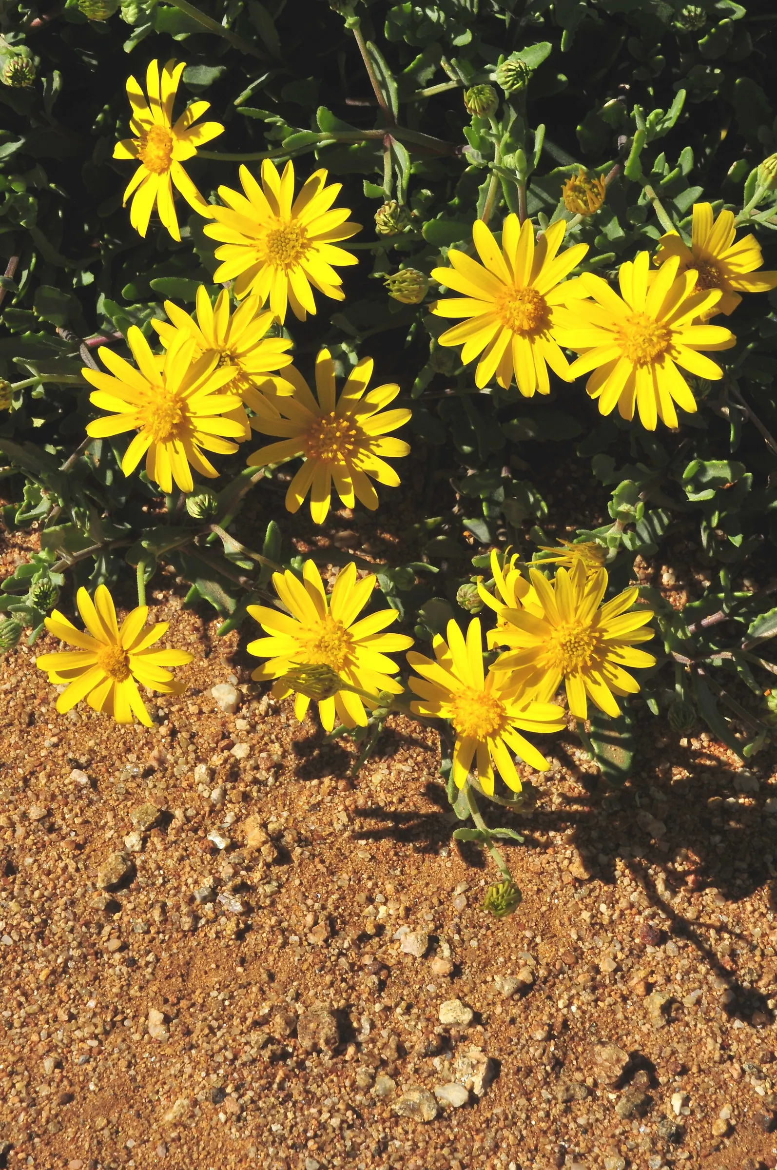 Yellow African Daisy (Arctotis Acaulis) — Its spectacular daisy-like flowers