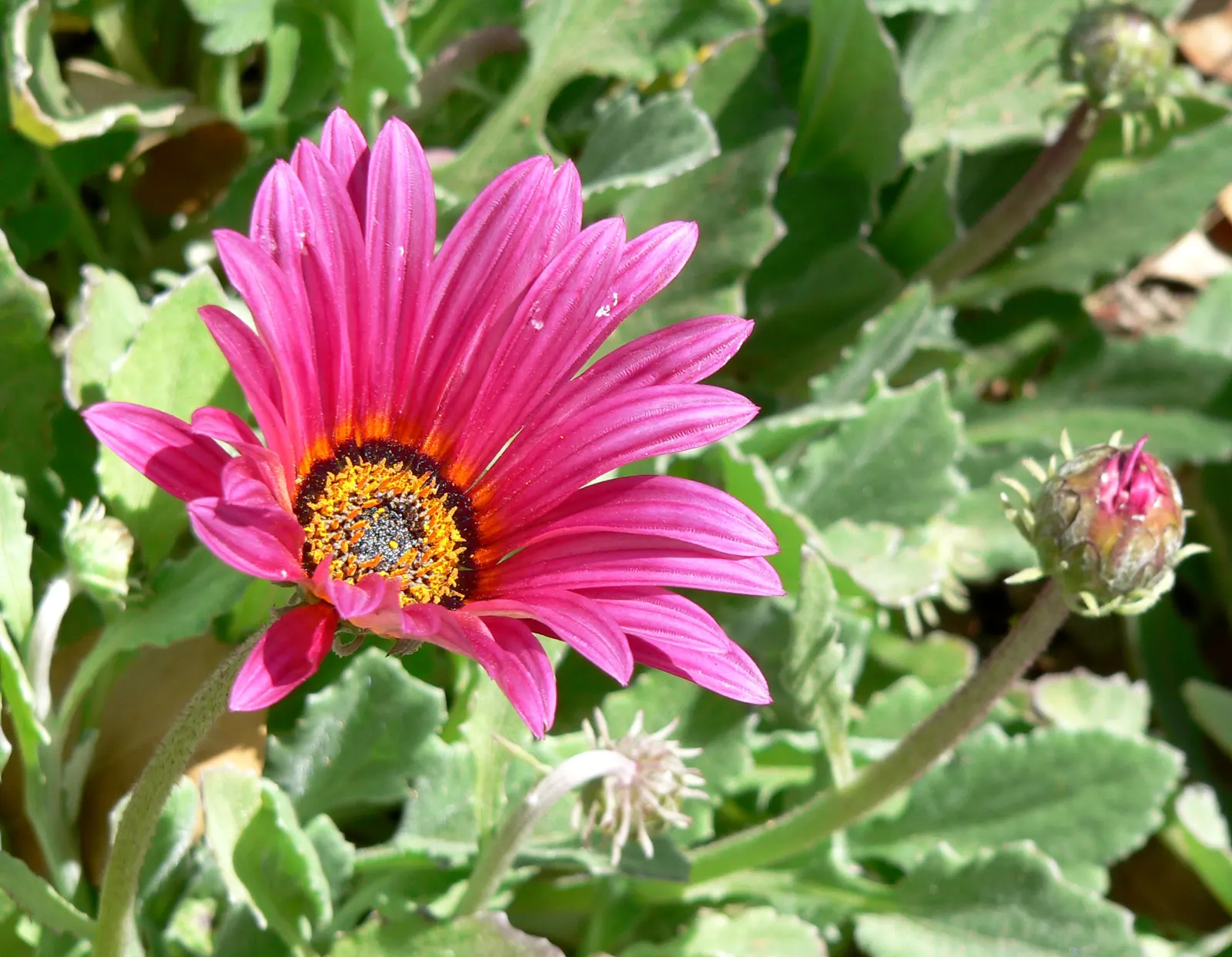 Yellow African Daisy (Arctotis Acaulis) — ground cover / perennial with multi-colored and yellow blooms