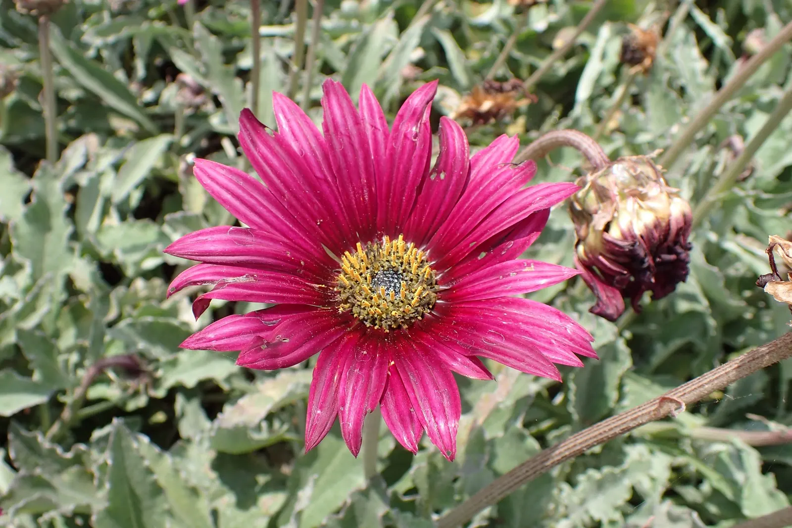 Yellow African Daisy (Arctotis Acaulis) — consider its impressive bloom time from early spring through fall