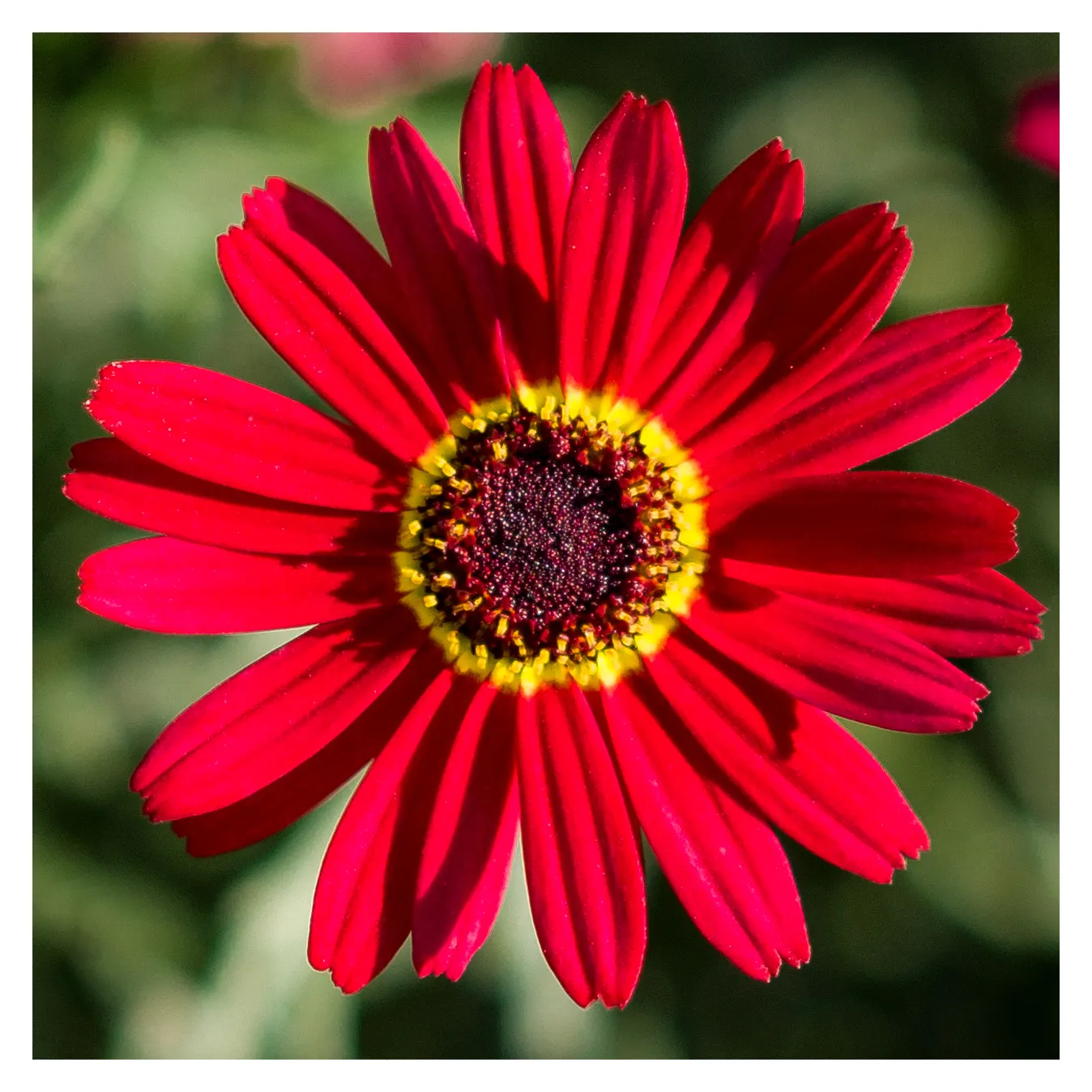 Yellow African Daisy (Arctotis Acaulis) — making it an excellent candidate for rock gardens