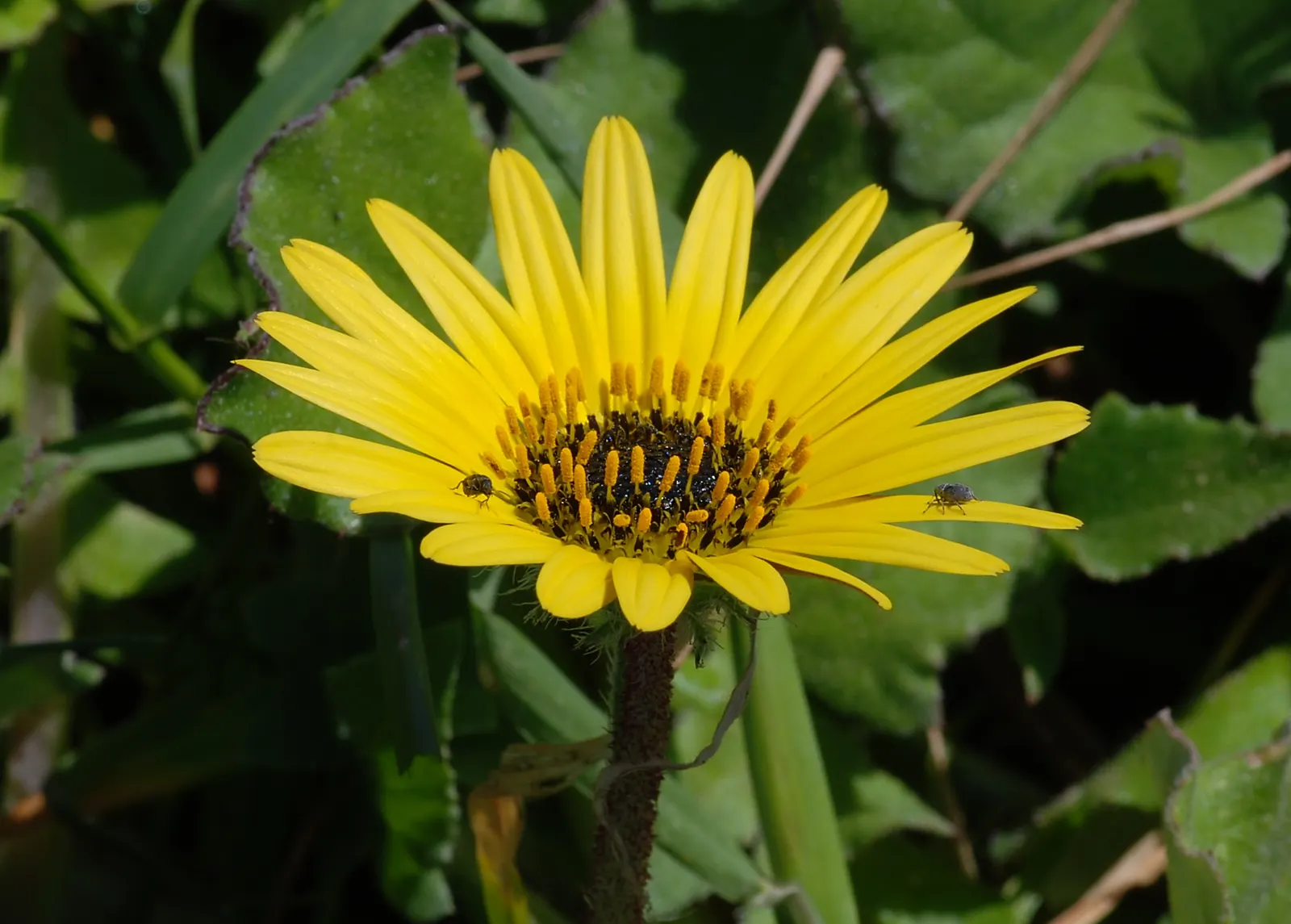 Yellow African Daisy (Arctotis Acaulis) — ensuring an eye-catching display.<br><br>Generally low-growing
