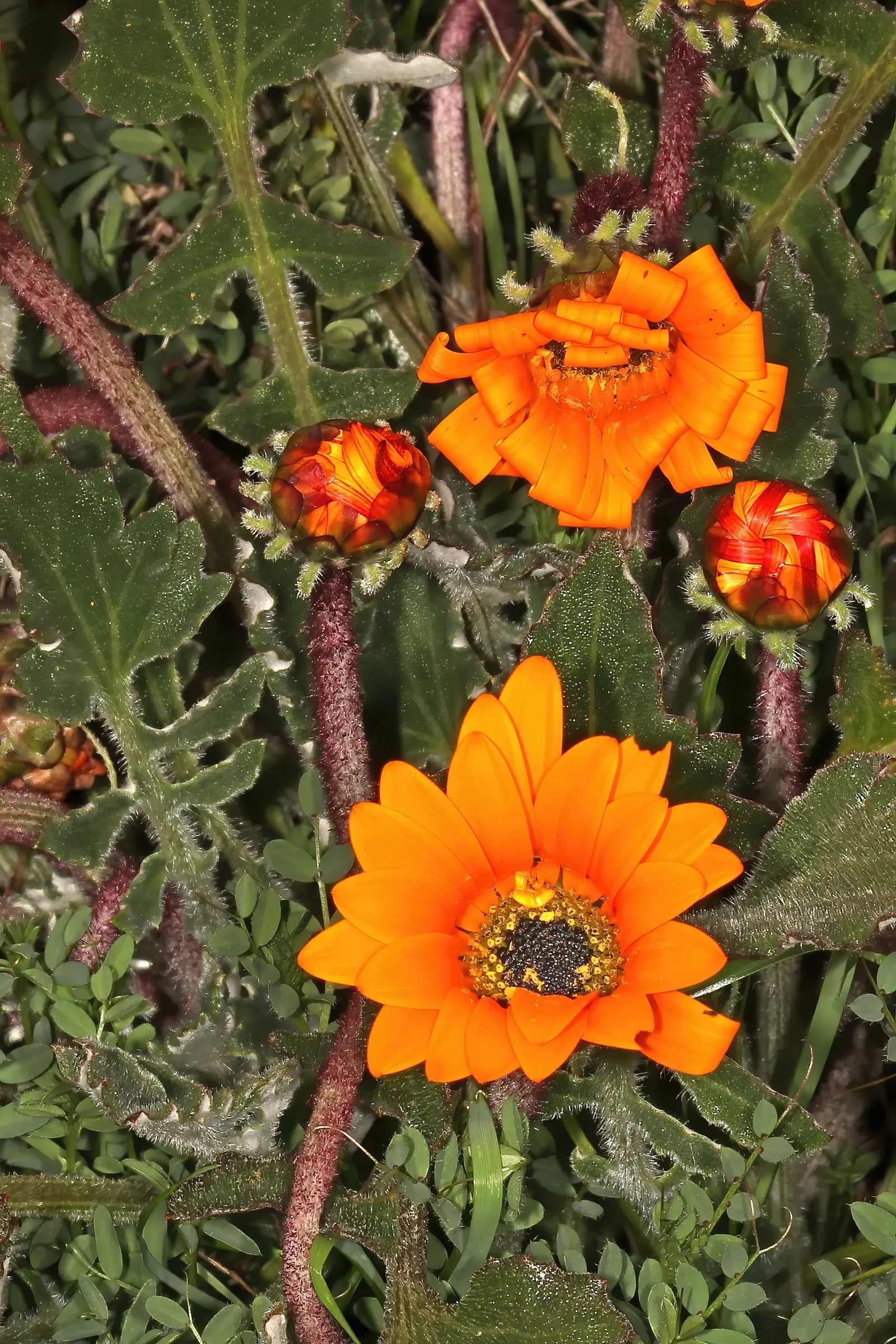 Yellow African Daisy (Arctotis Acaulis) — though well-draining soil is ideal