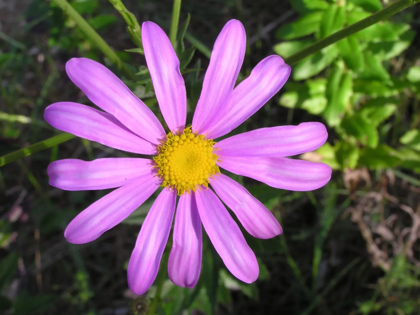 Yellow African Daisy (Arctotis Acaulis) — spanning 3 to 4 inches across