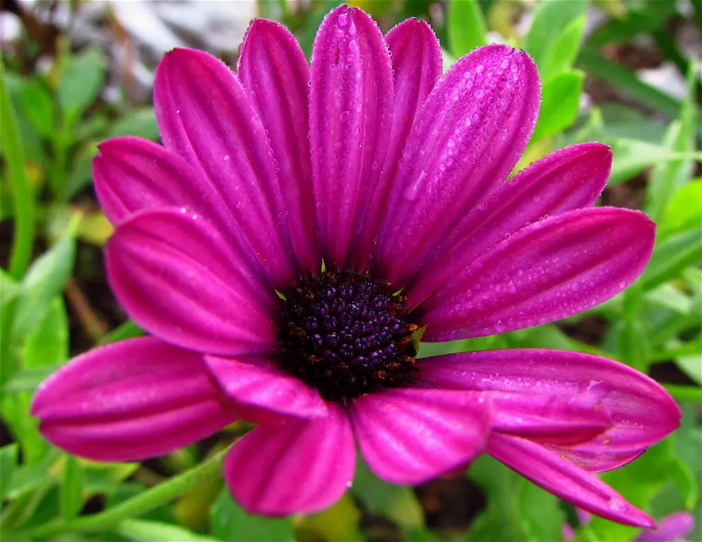 Yellow African Daisy (Arctotis Acaulis) — this species reaches a mature height of approximately 12 inches with a spread of up to 18 inches