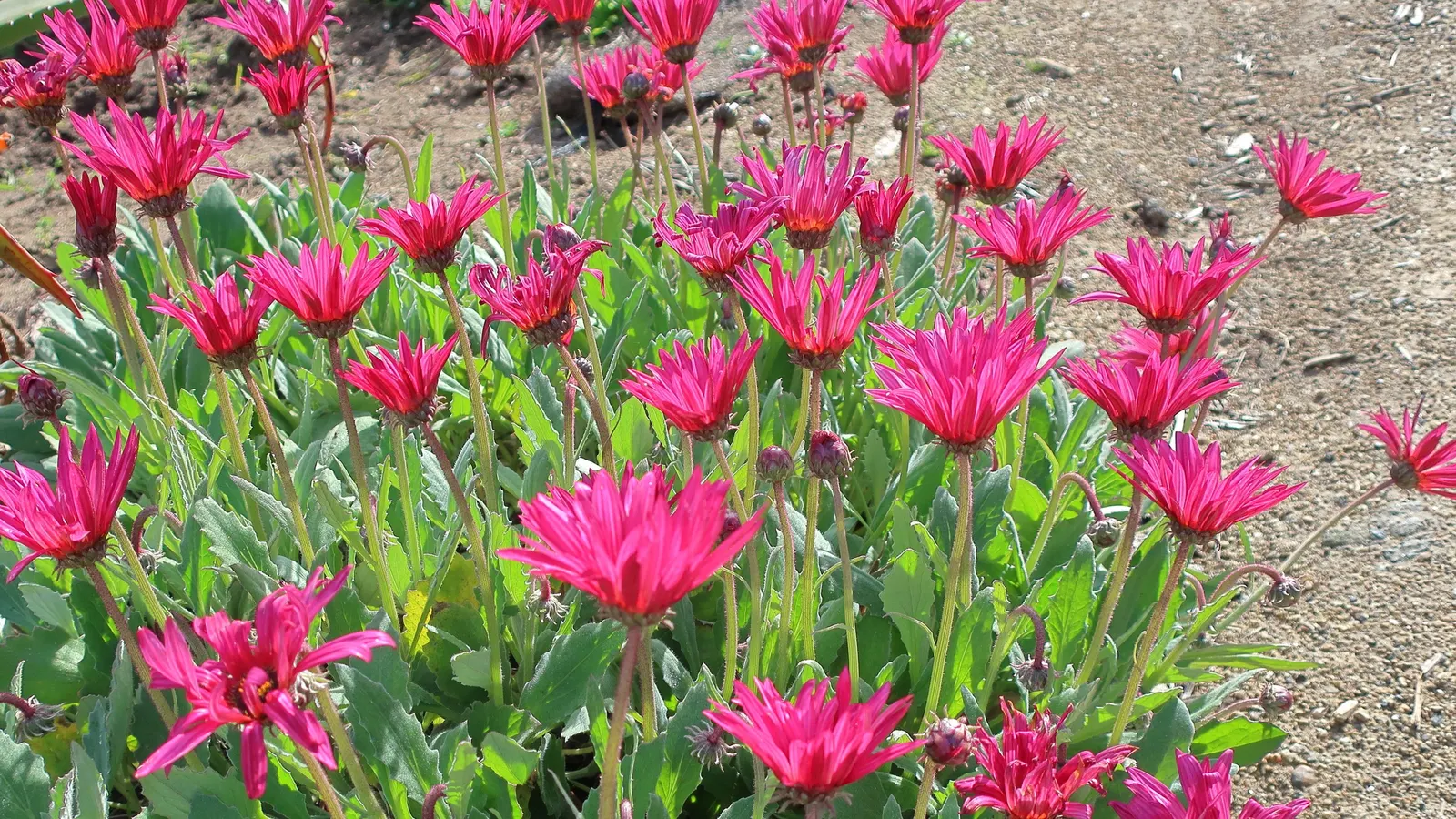 Yellow African Daisy (Arctotis Acaulis) — silvery-green foliage is both attractive and functional