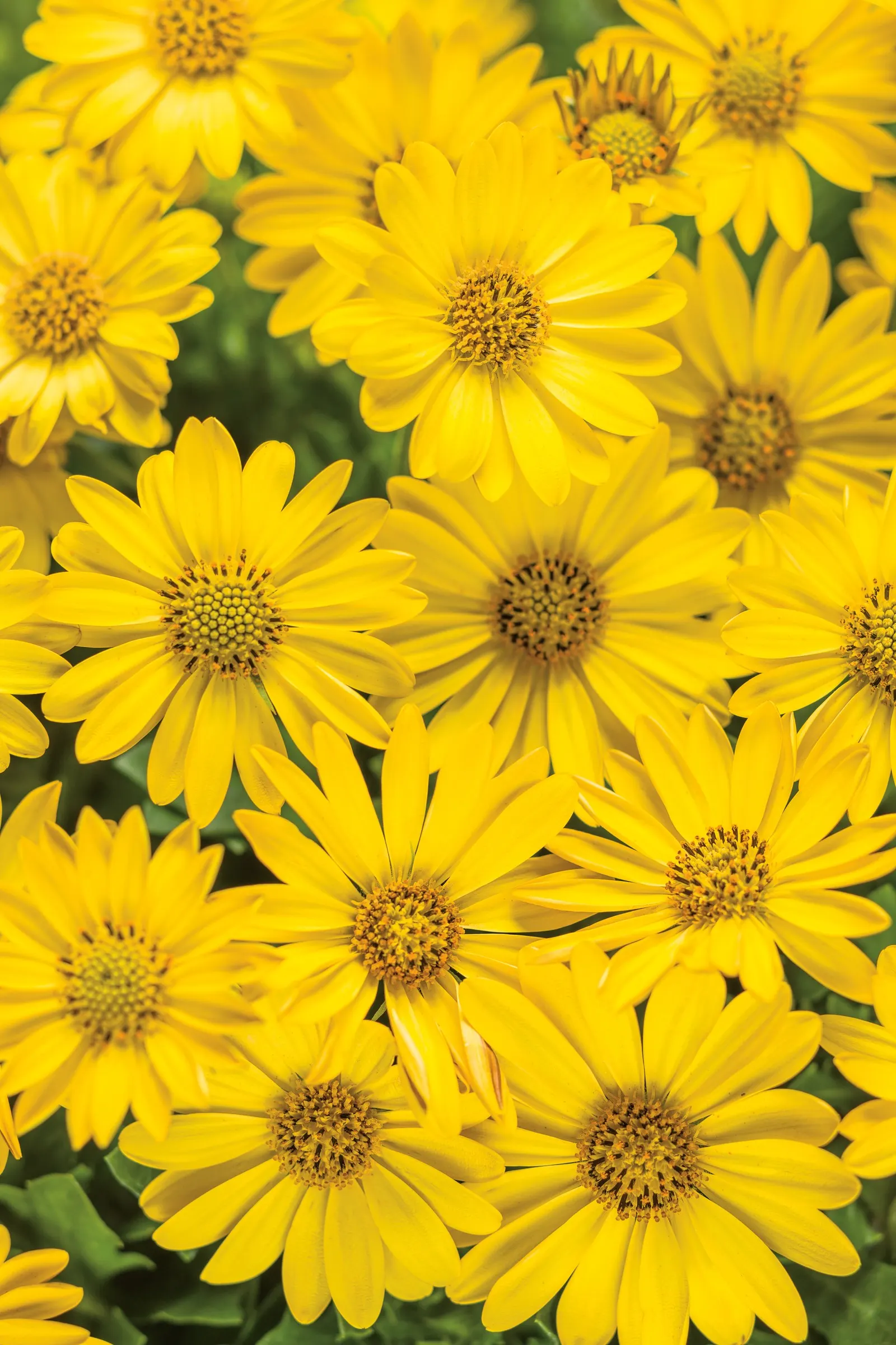 Yellow African Daisy (Arctotis Acaulis) — thriving in USDA hardiness zones 9 to 11