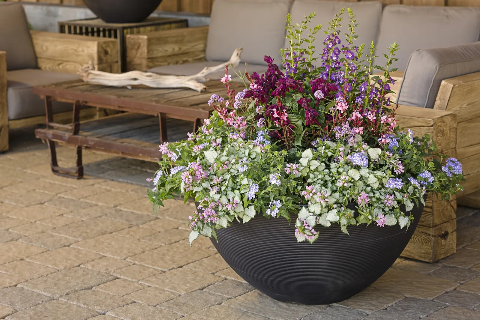 Stormburst Verbena — as a colorful annual groundcover