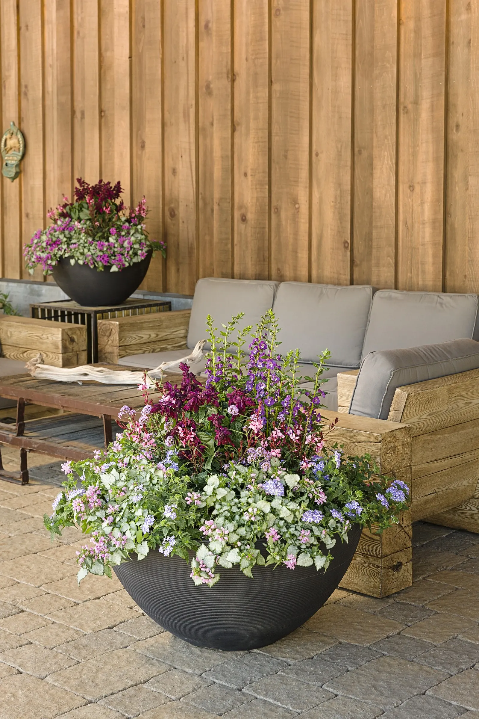 Stormburst Verbena — well-drained soil and moderate watering