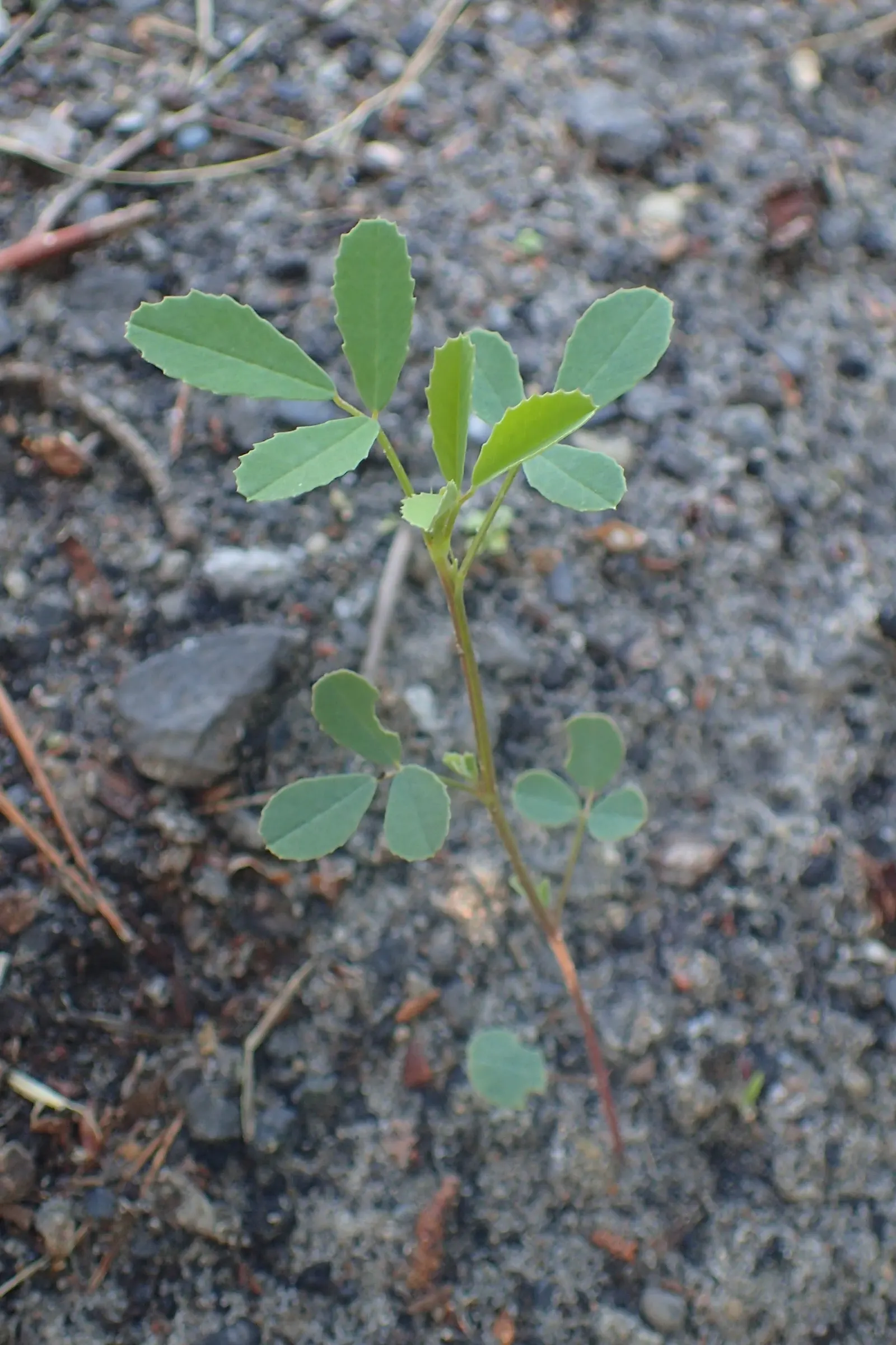 Alfalfa (Medicago Sativa) — Alfalfa (Medicago sativa) is a perennial flowering legume thriving in USDA zones 4-8; its deep taproots enrich soil with nitrogen
