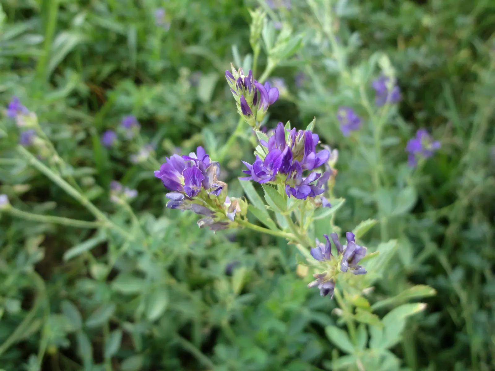 Alfalfa (Medicago Sativa) — while its ability to attract beneficial insects aids in overall garden health.<br><br>For a garden owner; perennial for full