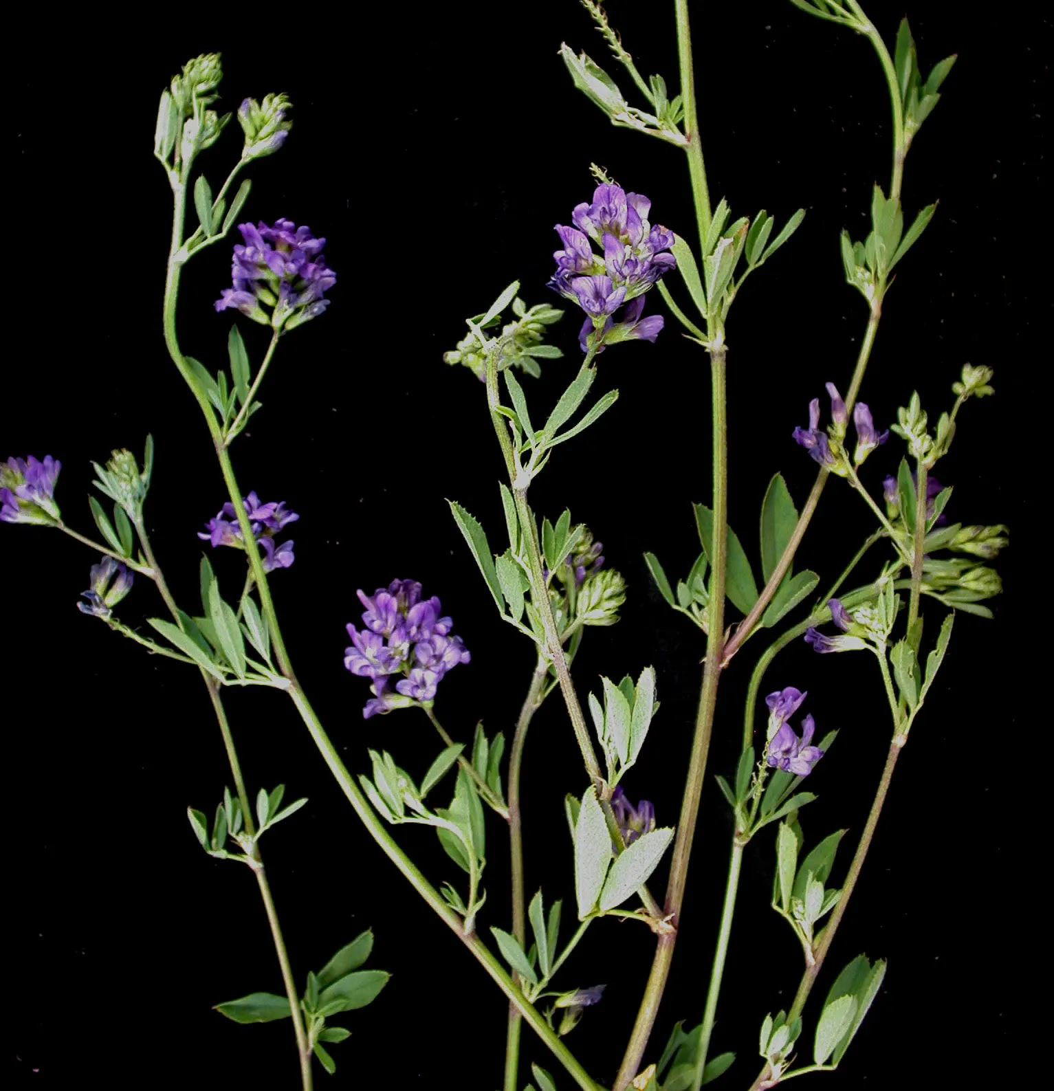 Alfalfa (Medicago Sativa) — It prefers full sun and well-draining soil, making it ideal for open, sunny landscapes; its attractive foliage and flowers can