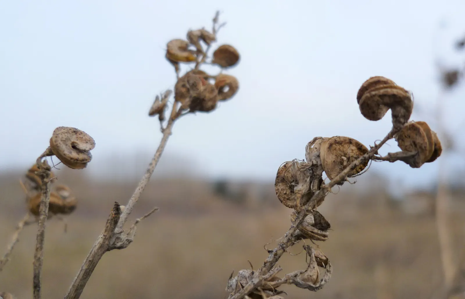 Alfalfa (Medicago Sativa) — scientifically known as Medicago sativa; incorporating alfalfa offers an environmentally-friendly option for lawn alternatives or