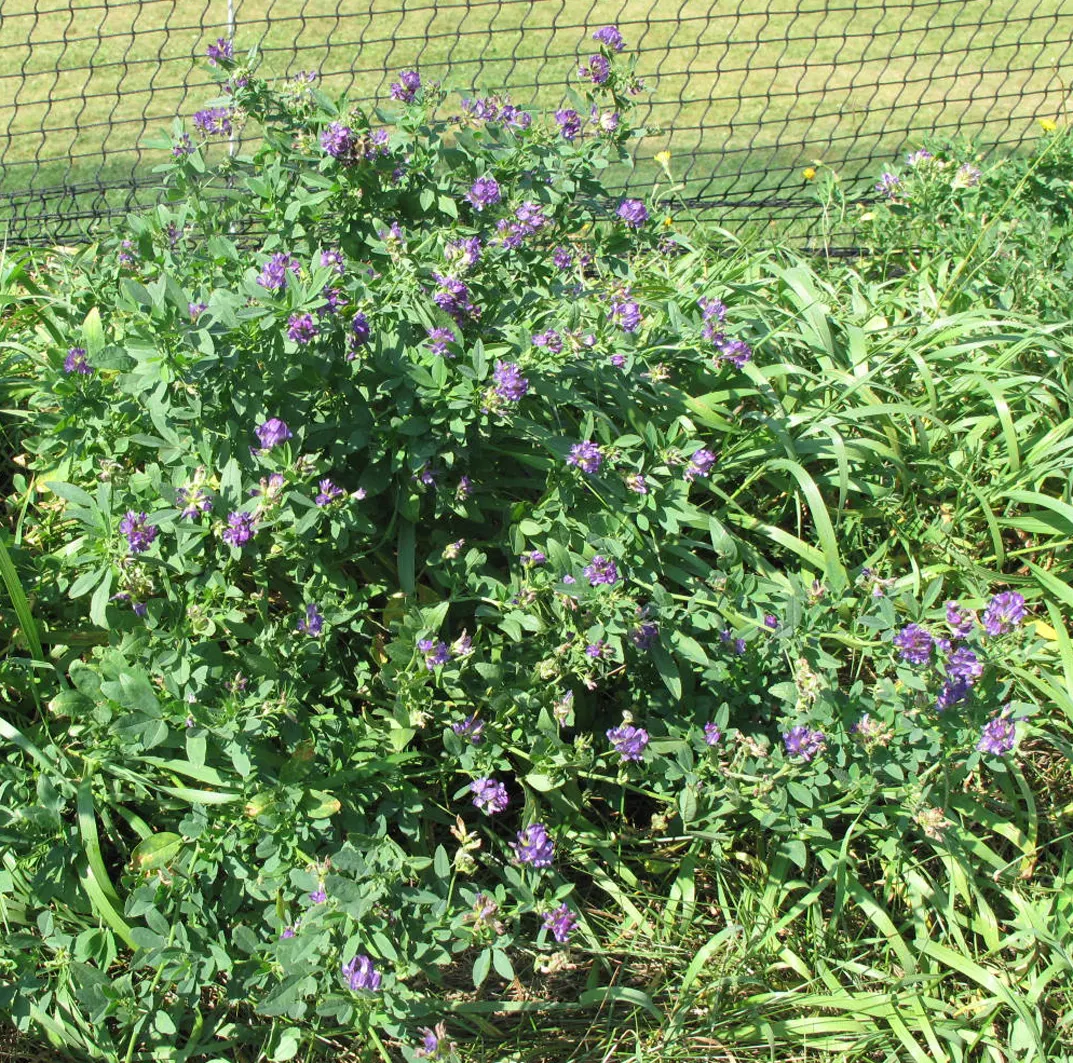 Alfalfa (Medicago Sativa) — It acts as a soil conditioner