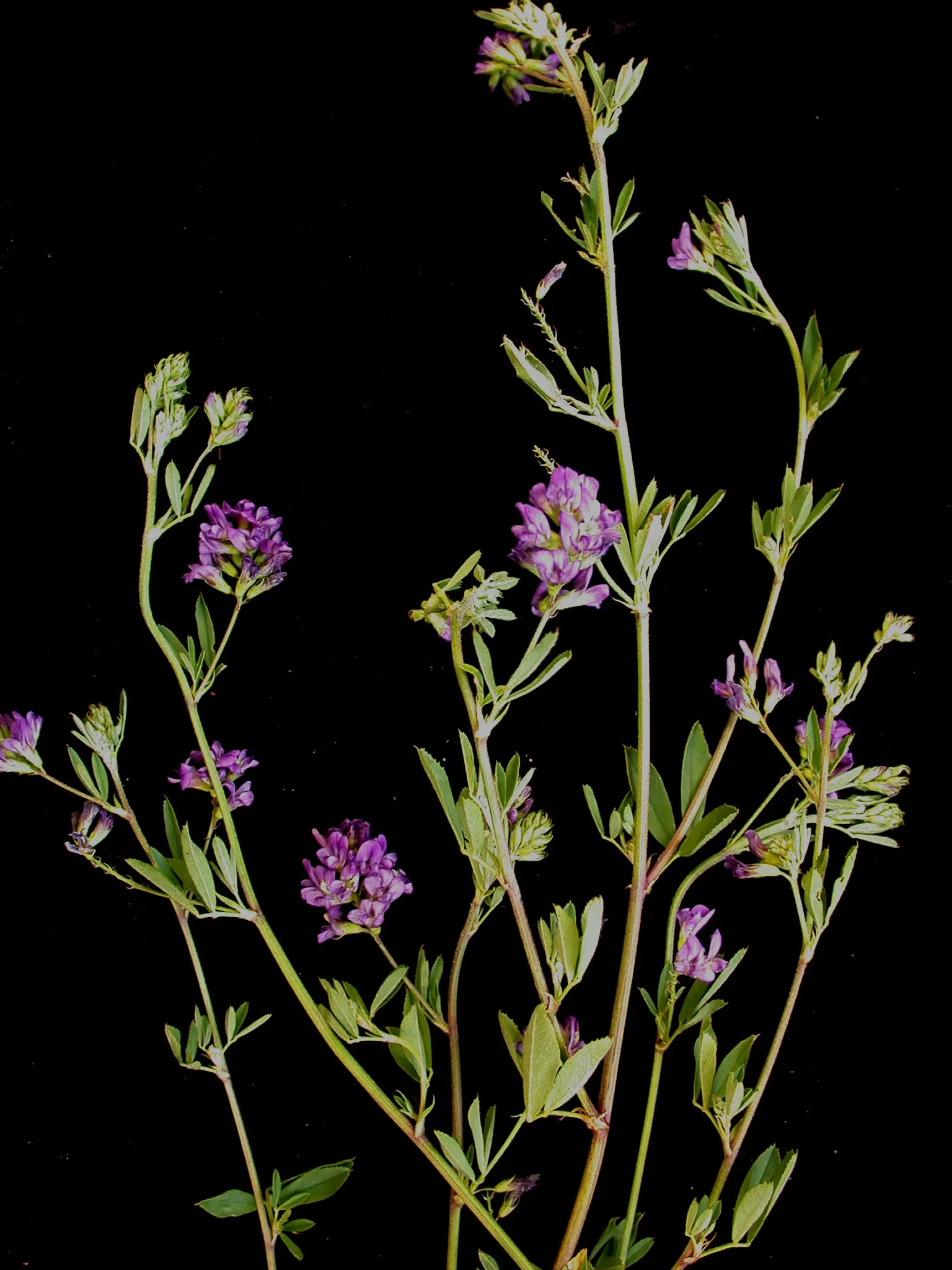 Alfalfa (Medicago Sativa) — A member of the Fabaceae family
