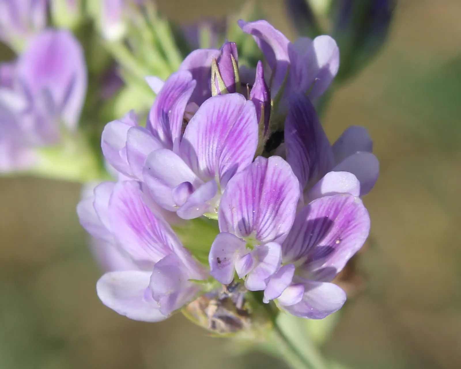 Alfalfa (Medicago Sativa) — is a perennial flowering plant renowned for its high nutritional value and versatility within a garden design
