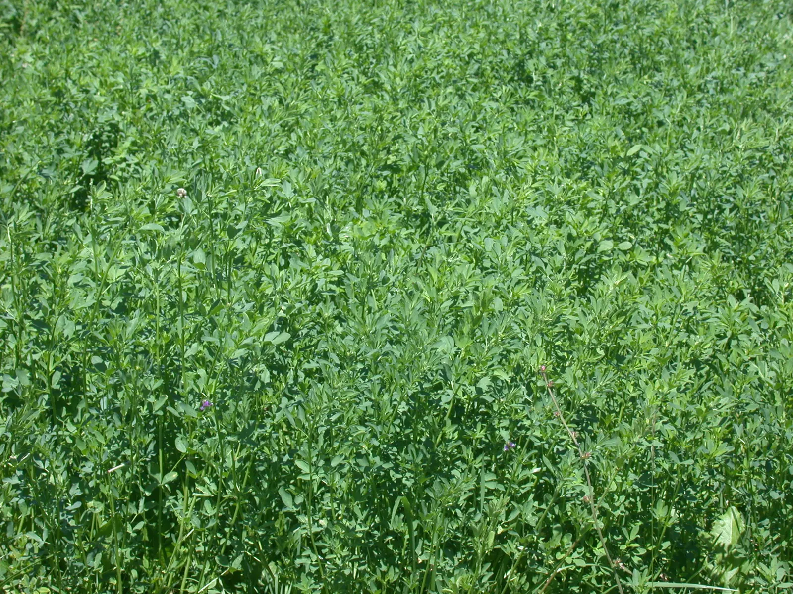 Alfalfa (Medicago Sativa) — which is particularly beneficial in nutrient-depleted areas; alfalfa's deep root system