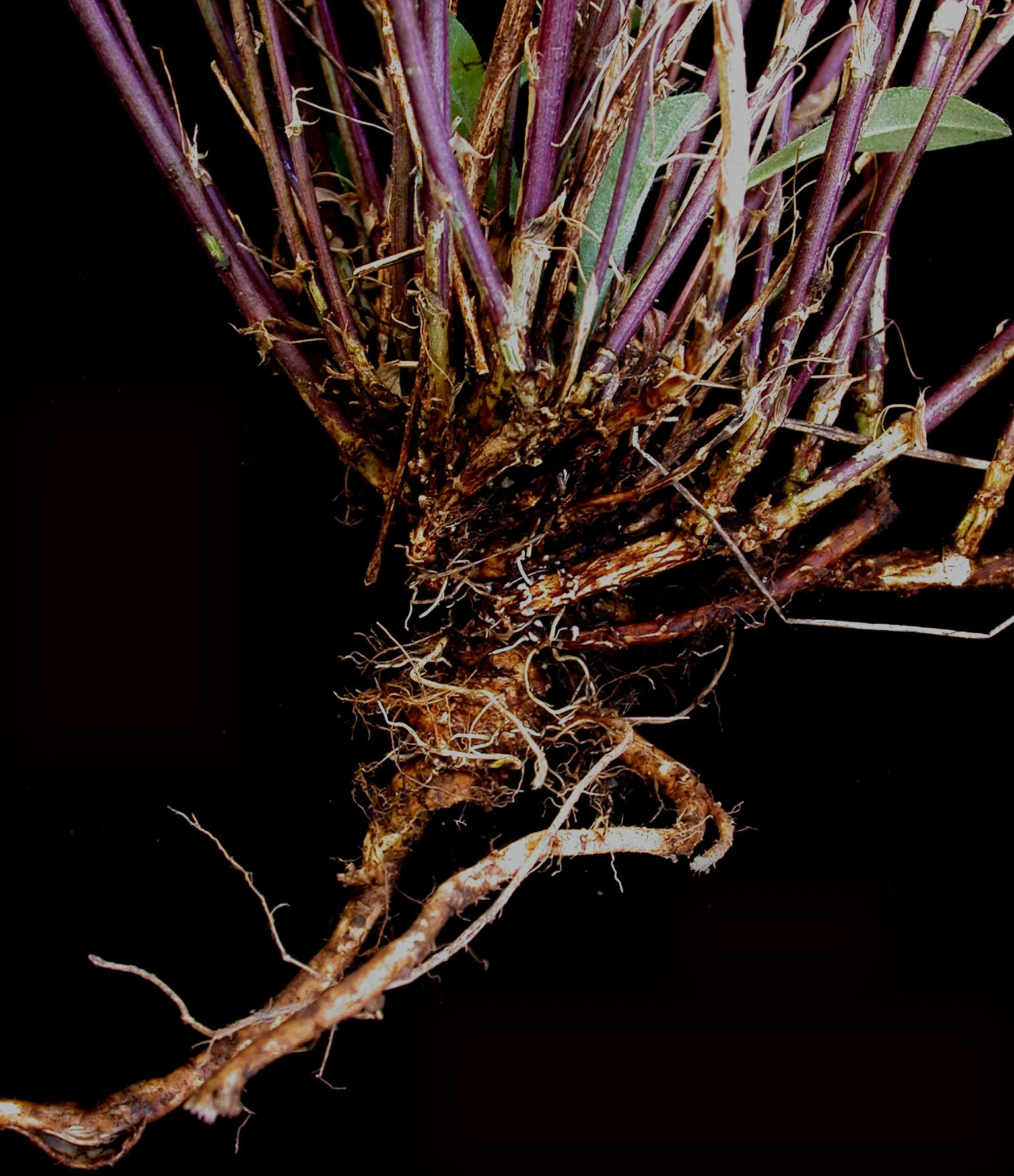 Alfalfa (Medicago Sativa) — It acts as a soil conditioner; purple flowers in the garden, image 67