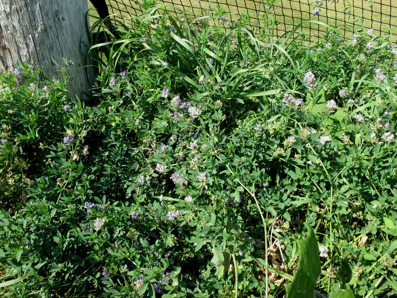 Alfalfa (Medicago Sativa) — enhancing biodiversity in garden ecosystems; extending up to 15-20 feet in optimal soil conditions, image 58
