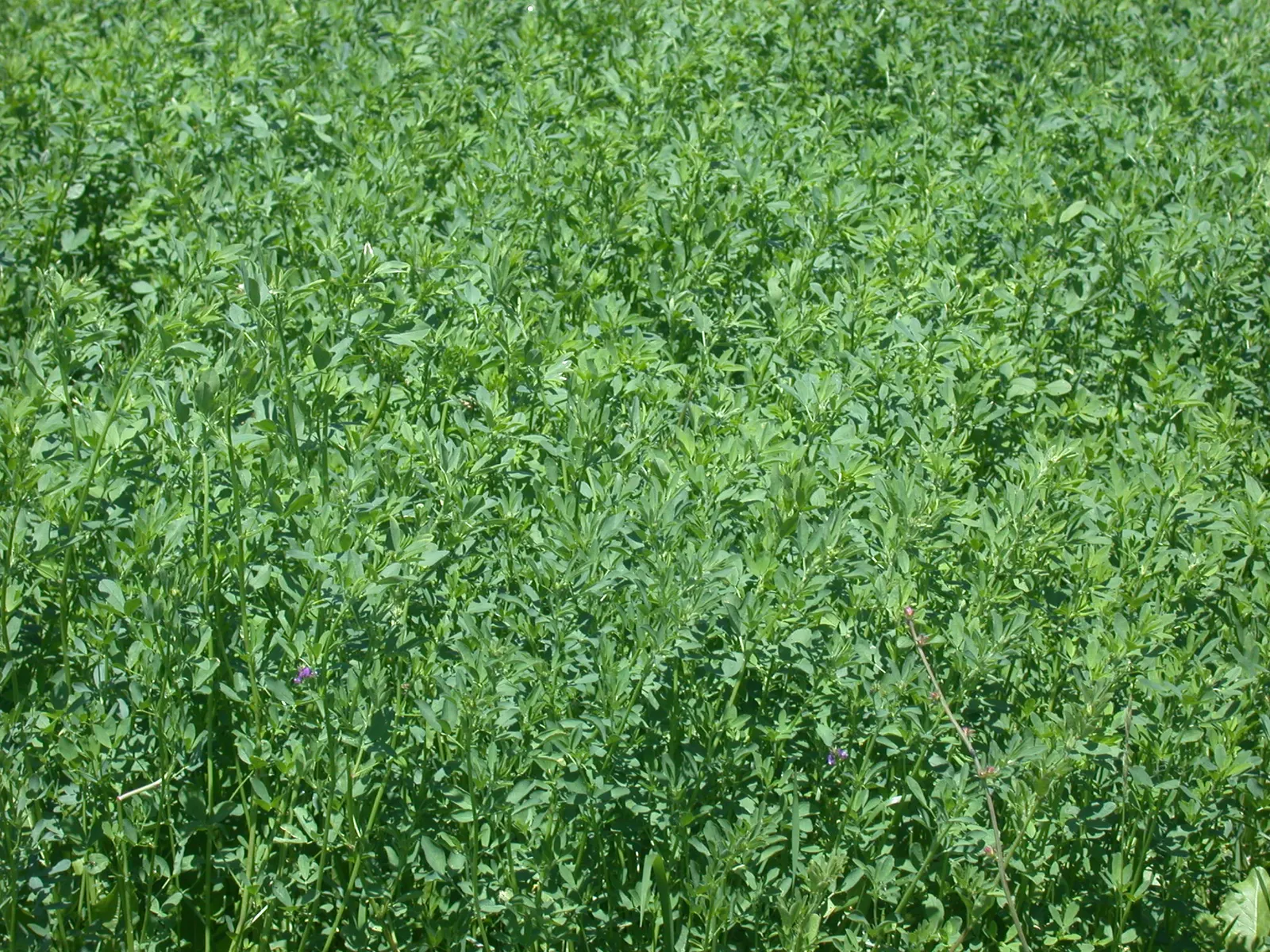 Alfalfa (Medicago Sativa) — which bloom from late spring to early autumn; it acts as a soil conditioner, image 62