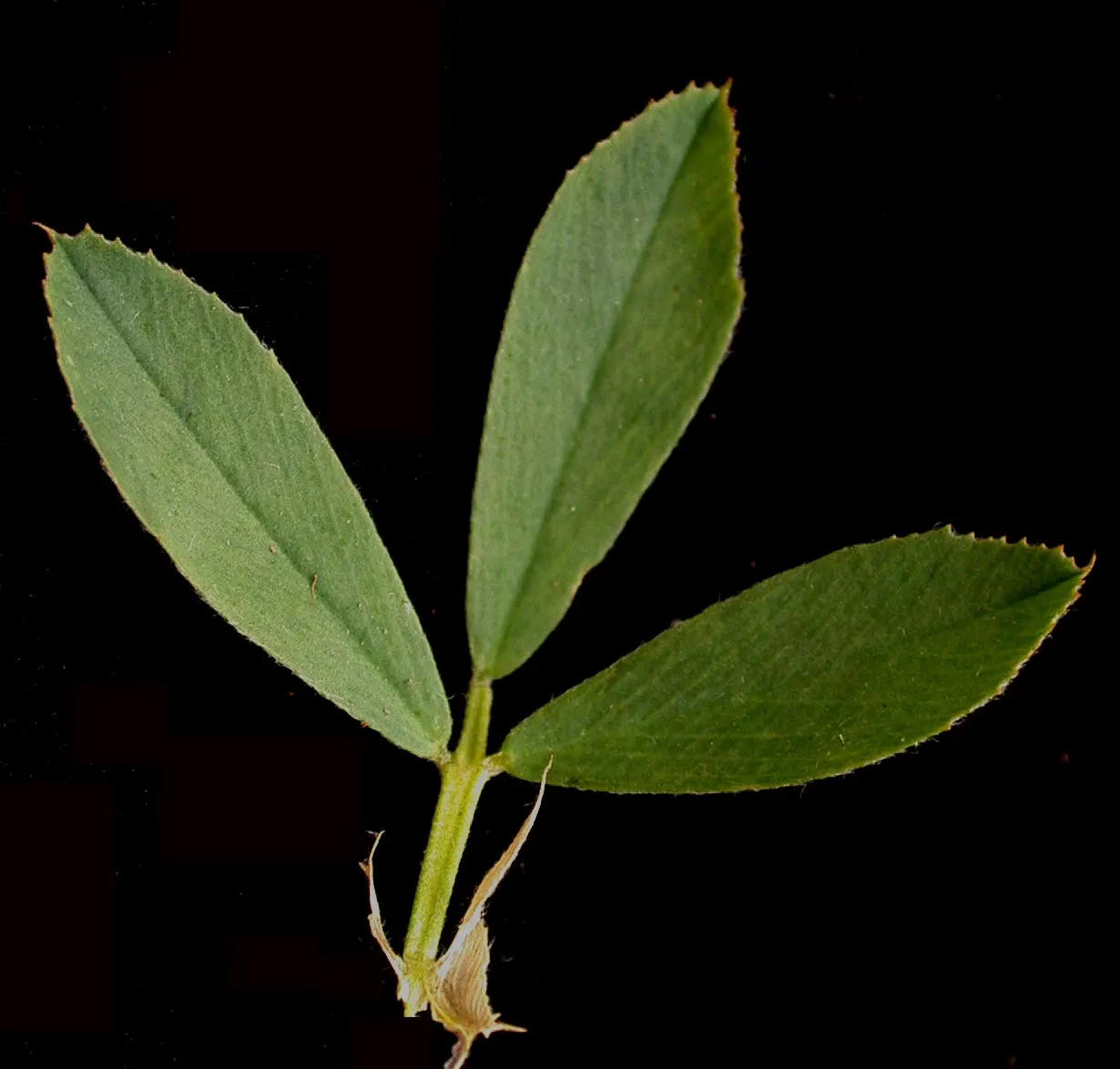 Alfalfa (Medicago Sativa) — It requires full sun exposure and well-drained soil