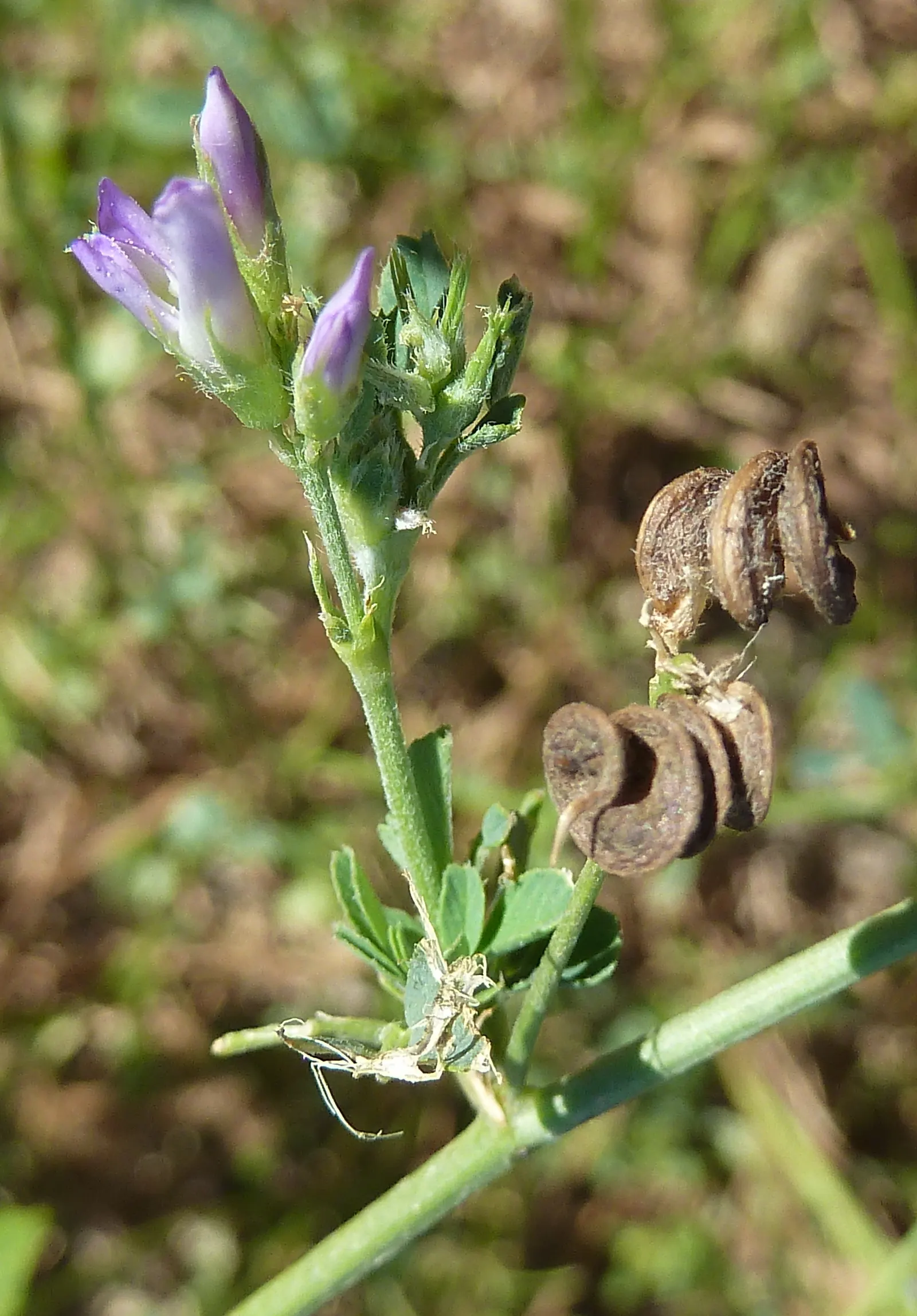 Alfalfa (Medicago Sativa) — its attractive foliage and flowers can provide a modest aesthetic appeal; while its ability to attract beneficial insects aids in