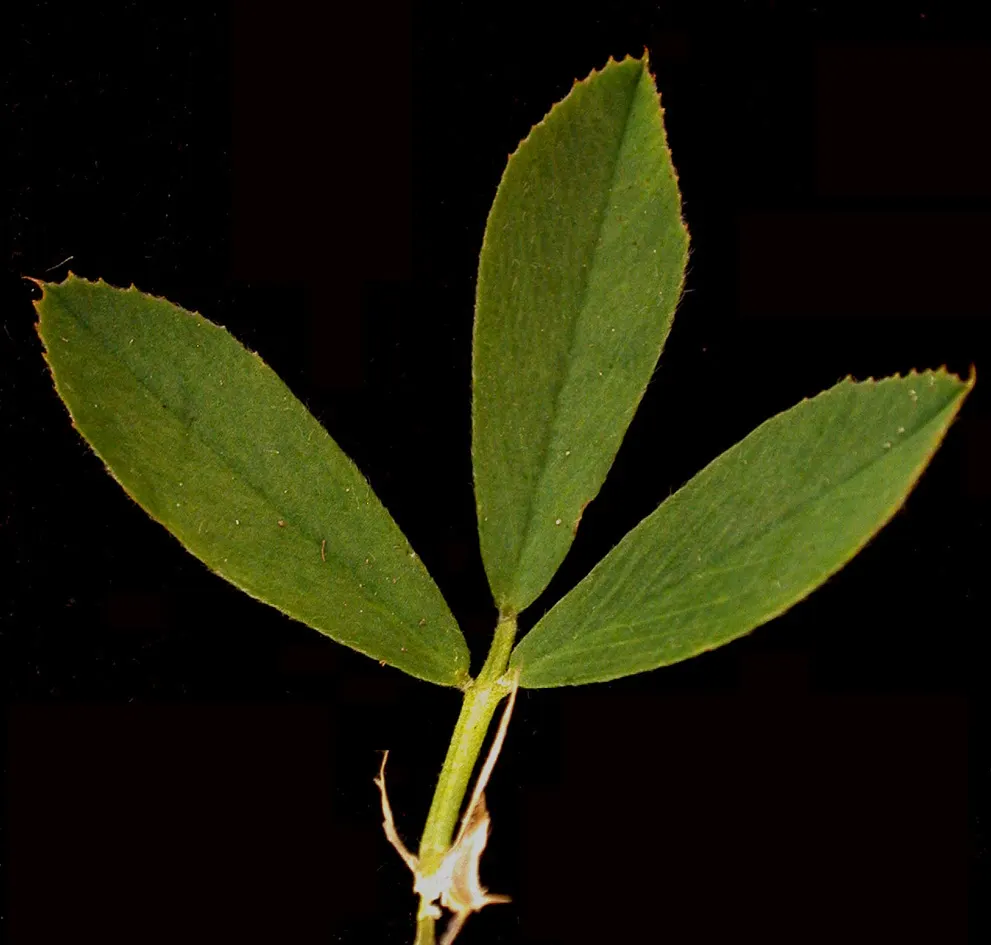 Alfalfa (Medicago Sativa) — scientifically known as Medicago sativa