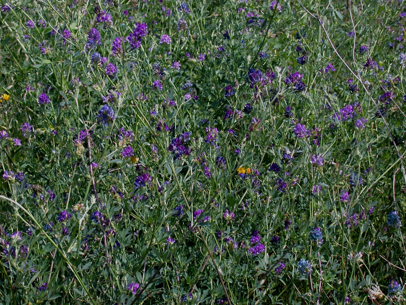 Alfalfa (Medicago Sativa) — It prefers full sun and well-draining soil, making it ideal for open, sunny landscapes; its attractive foliage and, image 55