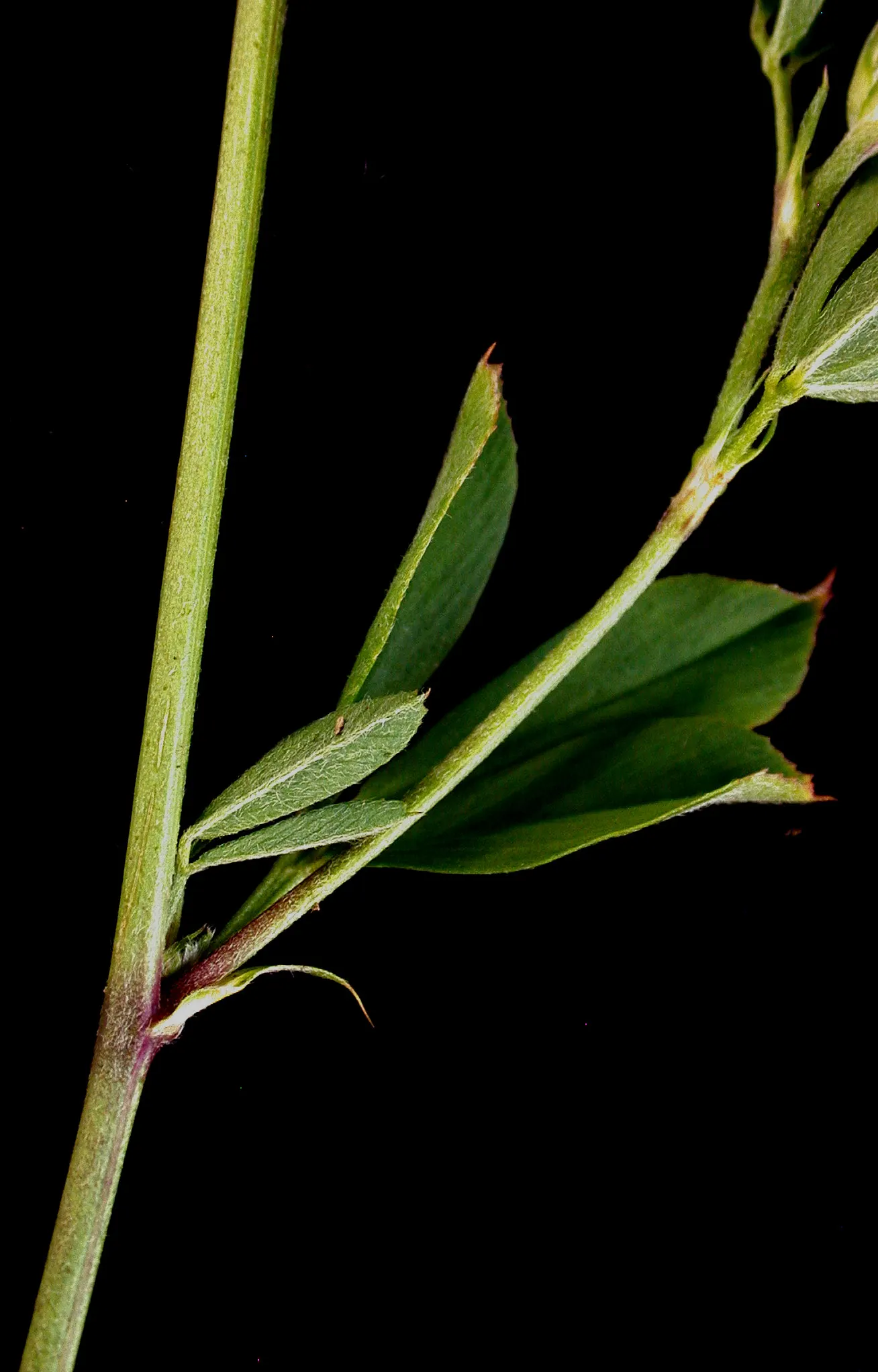 Alfalfa (Medicago Sativa) — Regular mowing or cutting can keep this vigorously growing plant in check and encourage dense