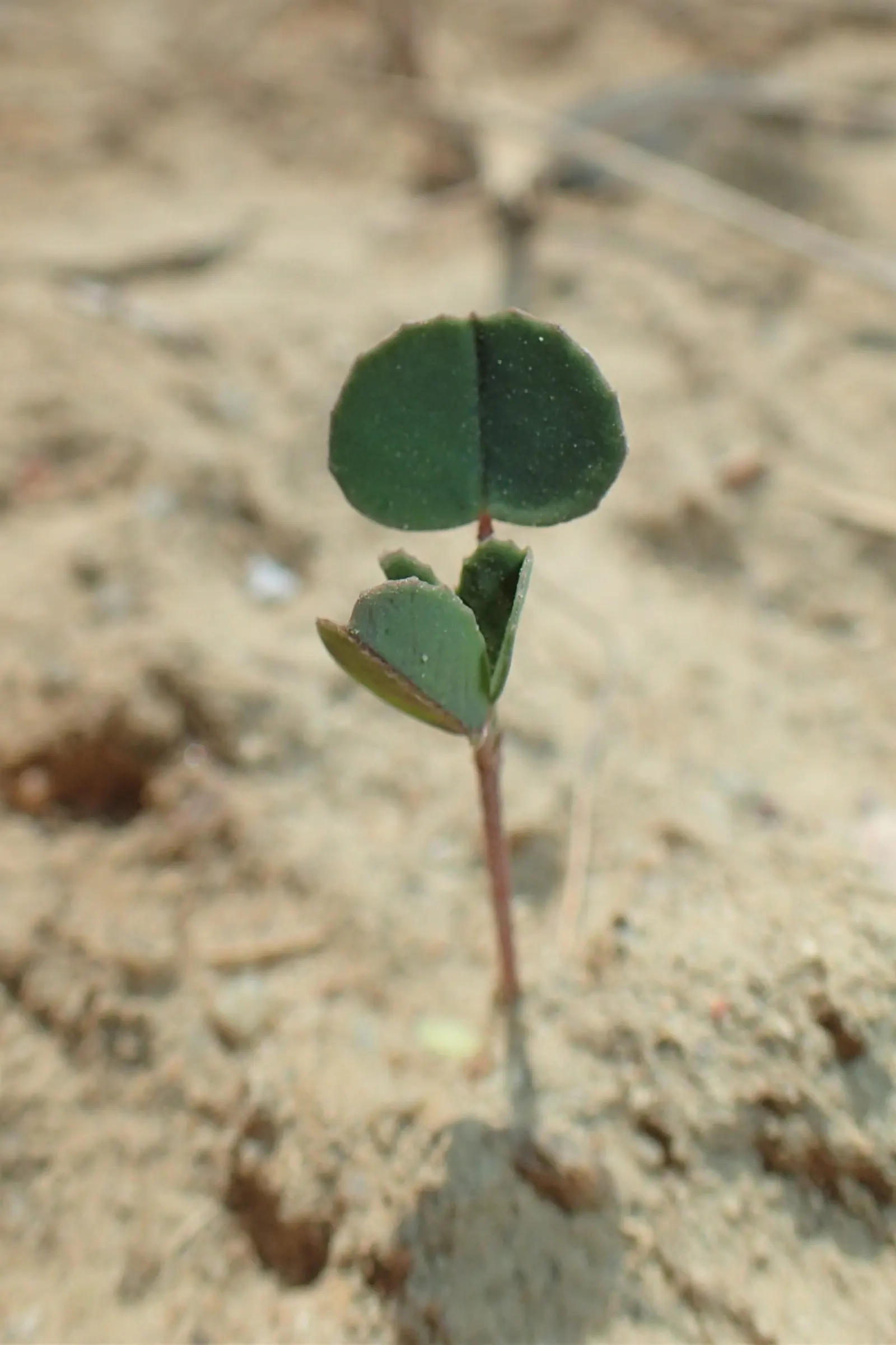 Alfalfa (Medicago Sativa) — purple flowers in the garden