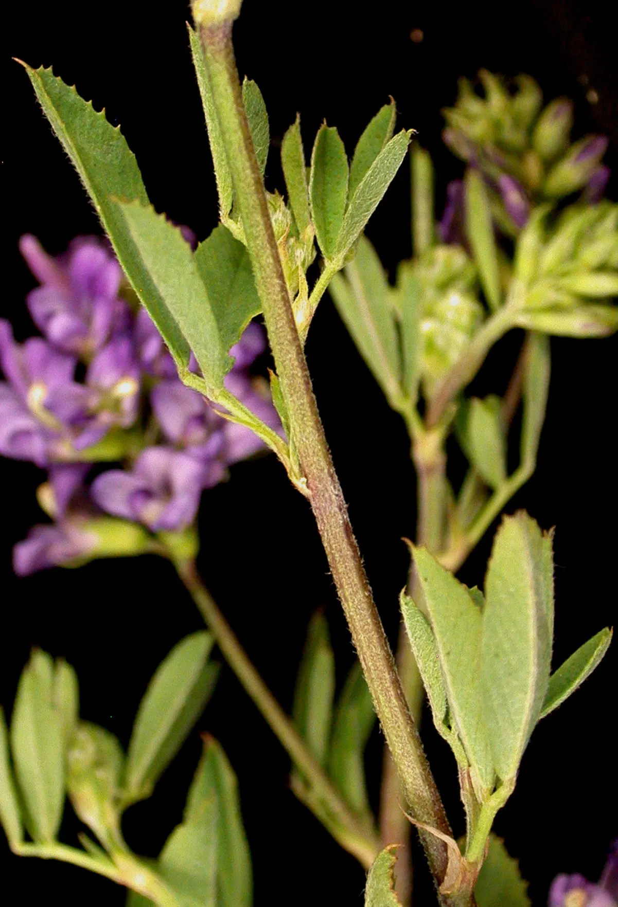 Alfalfa (Medicago Sativa) — Alfalfa's deep root system; it prefers full sun and well-draining soil, making it ideal for open, sunny landscapes, image 64