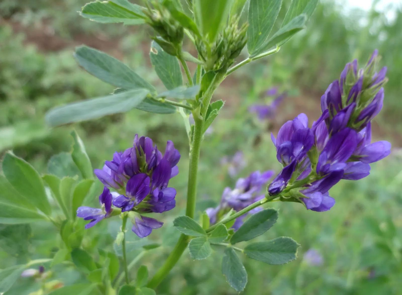 Alfalfa (Medicago Sativa) — adding texture and interest to the landscape; alfalfa serves multiple functions, image 73
