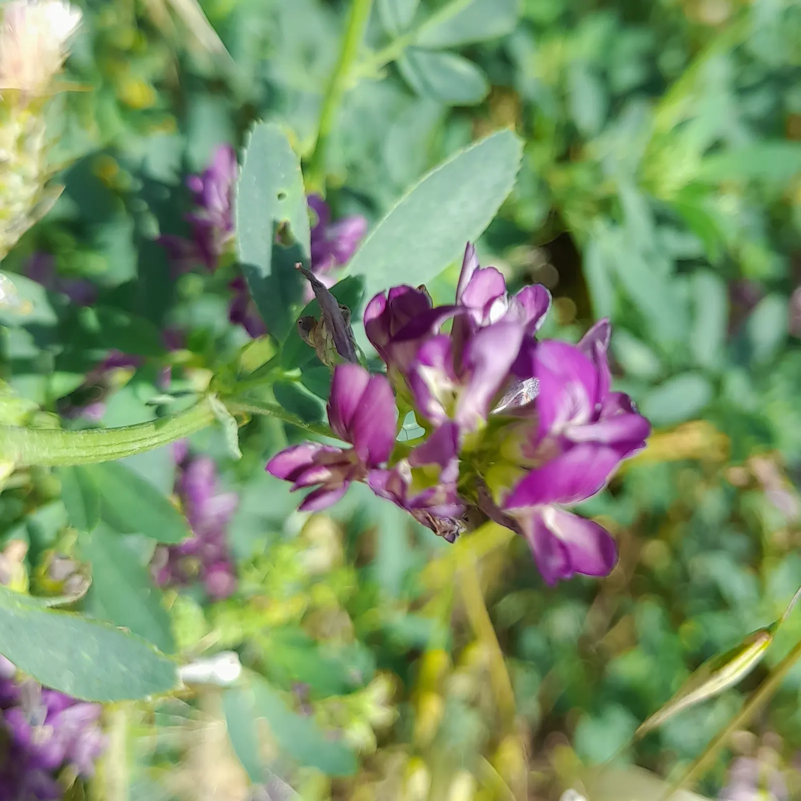 Alfalfa (Medicago Sativa) — This hardy plant reaches up to 3 feet high and spreads 2 feet wide