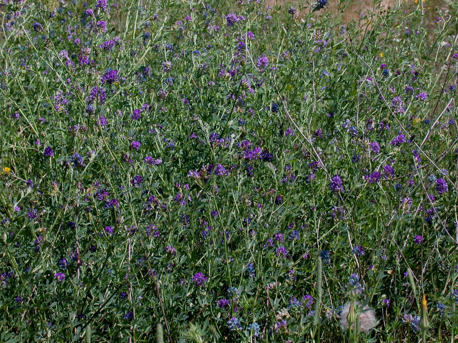 Alfalfa (Medicago Sativa) — It requires full sun exposure and well-drained soil; adding texture and interest to the landscape, image 74