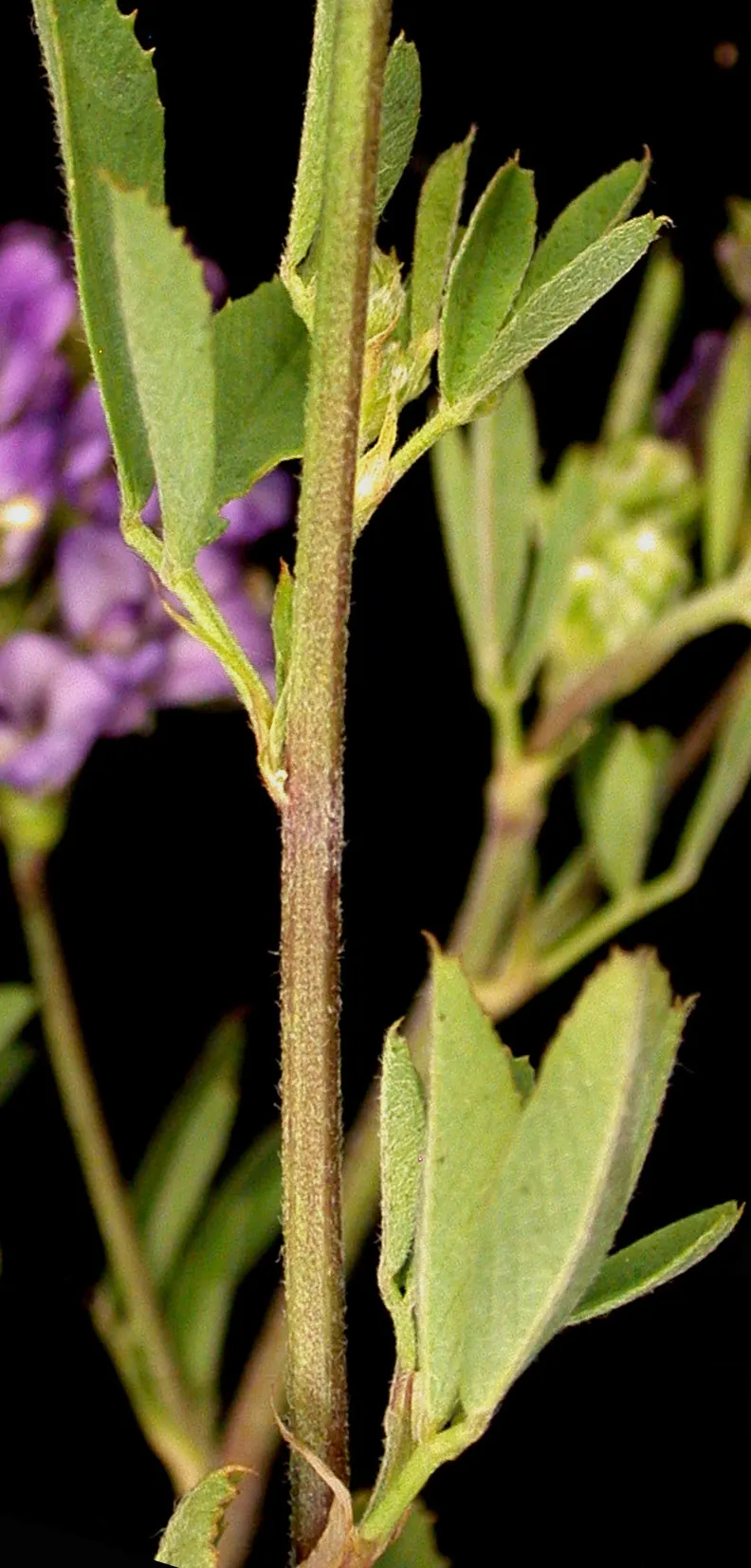 Alfalfa (Medicago Sativa) — incorporating alfalfa offers an environmentally-friendly option for lawn alternatives or green mulch; scientifically, image 72
