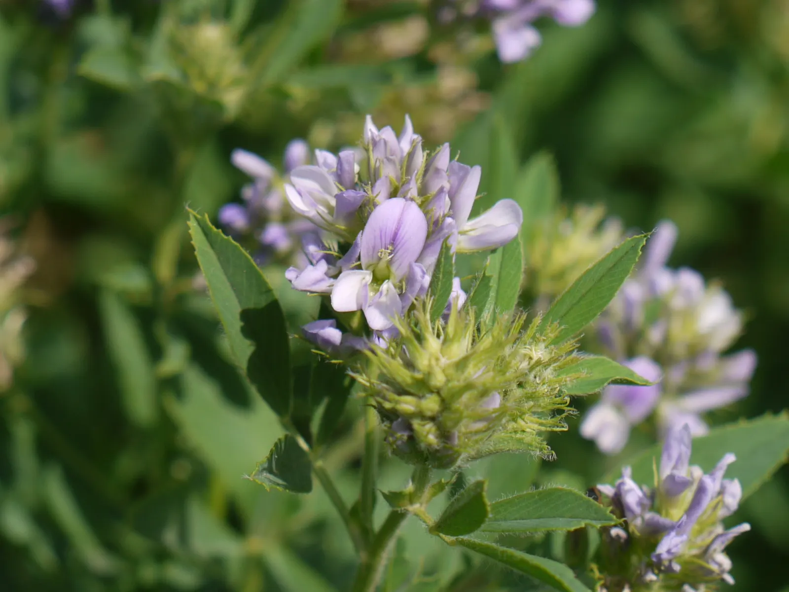 Alfalfa (Medicago Sativa) — purple flowers in the garden; a member of the Fabaceae family