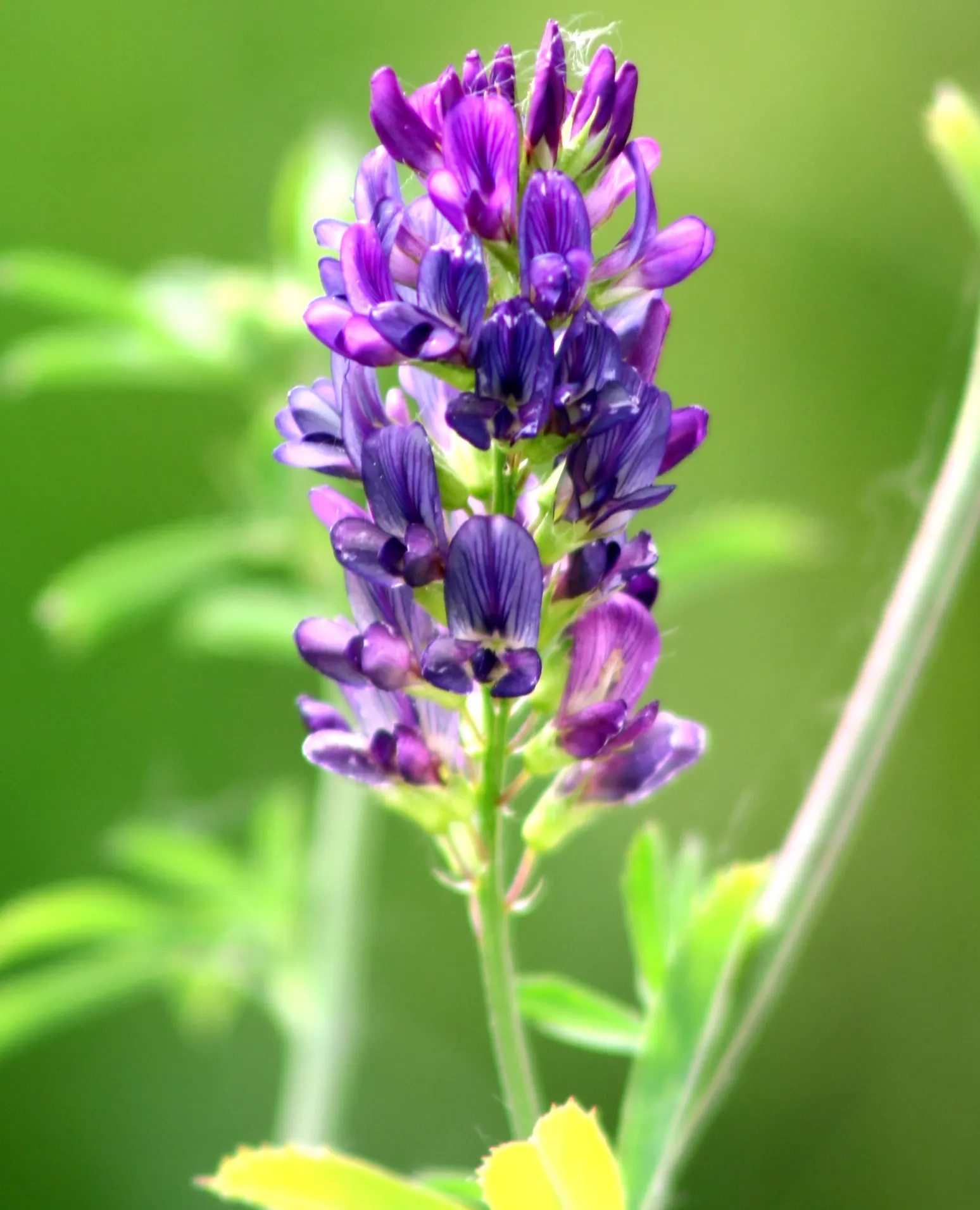 Alfalfa (Medicago Sativa) — Alfalfa offers forage for livestock and attracts pollinators