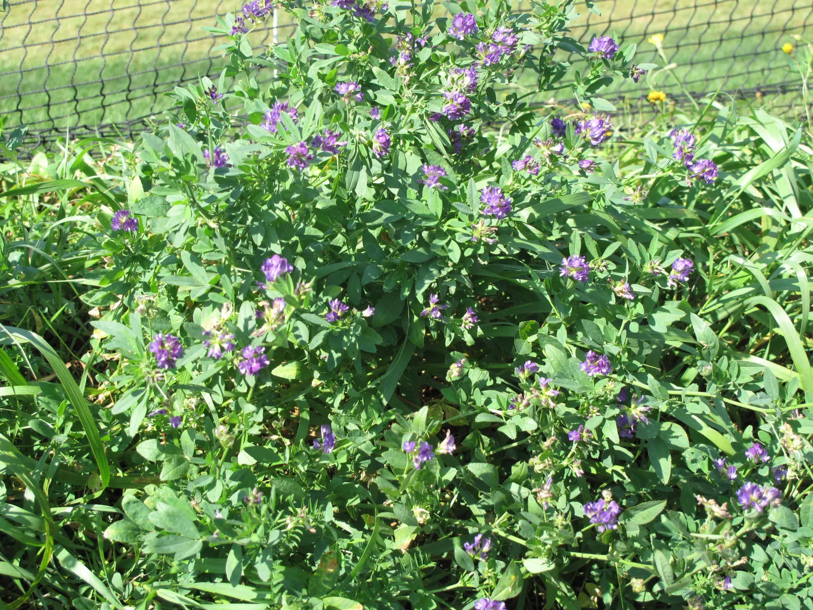 Alfalfa (Medicago Sativa) — while its ability to attract beneficial insects aids in overall garden health.<br><br>For a garden owner; perennial for, image 71
