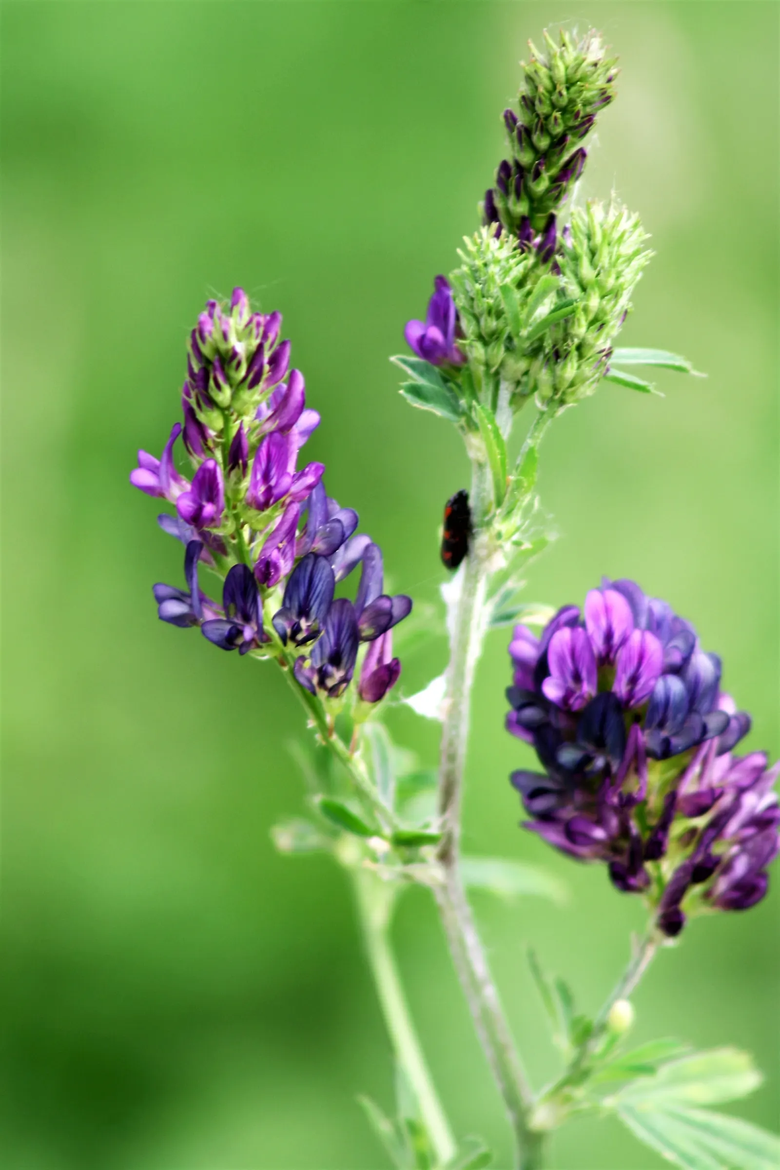 Alfalfa (Medicago Sativa) — scientifically known as Medicago sativa; incorporating alfalfa offers an environmentally-friendly option for lawn, image 59