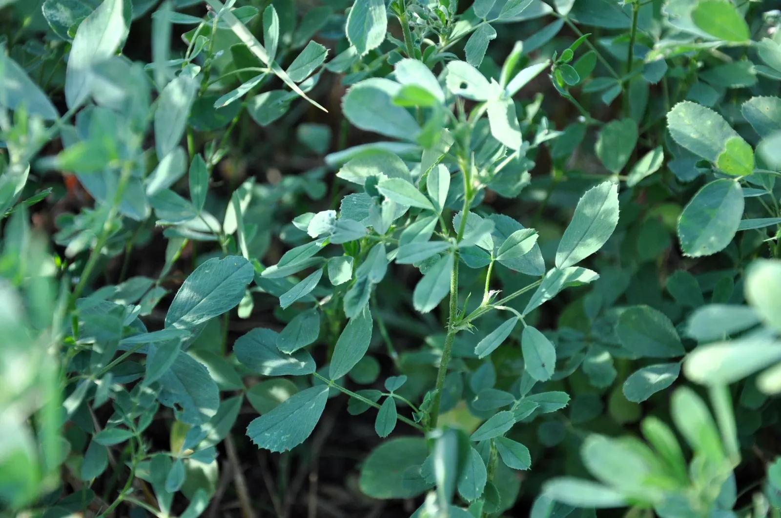 Alfalfa (Medicago Sativa) — This hardy plant reaches up to 3 feet high and spreads 2 feet wide; after flowering, the plant produces spiraled seed, image 54