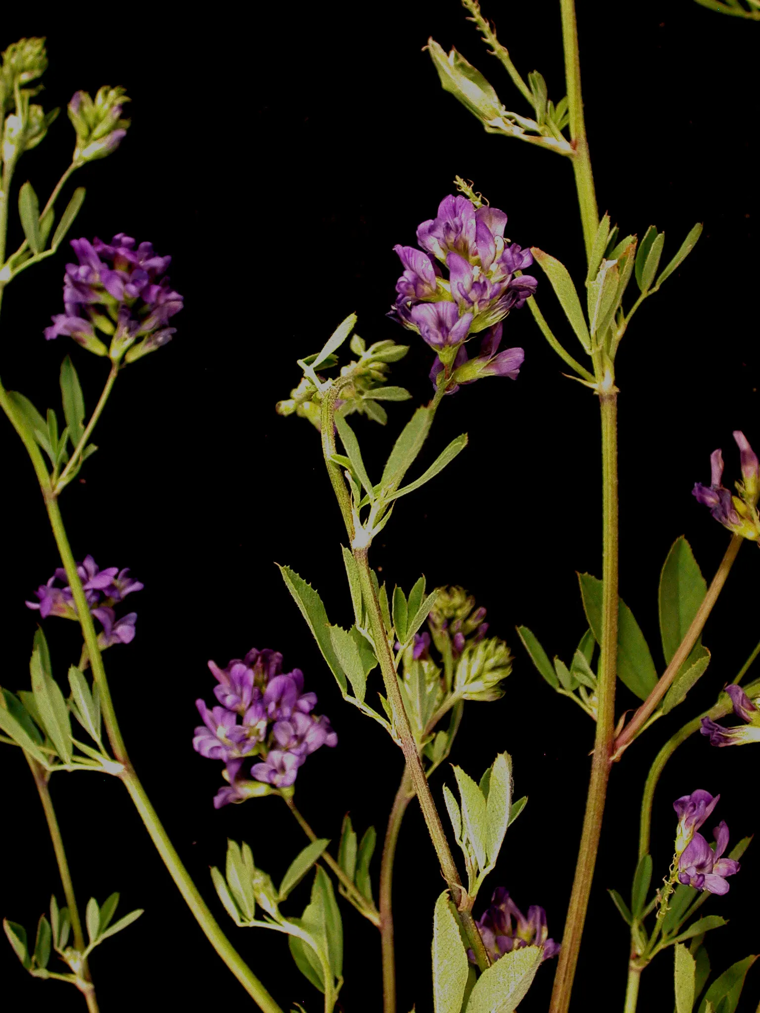 Alfalfa (Medicago Sativa) — which bloom from late spring to early autumn; it acts as a soil conditioner