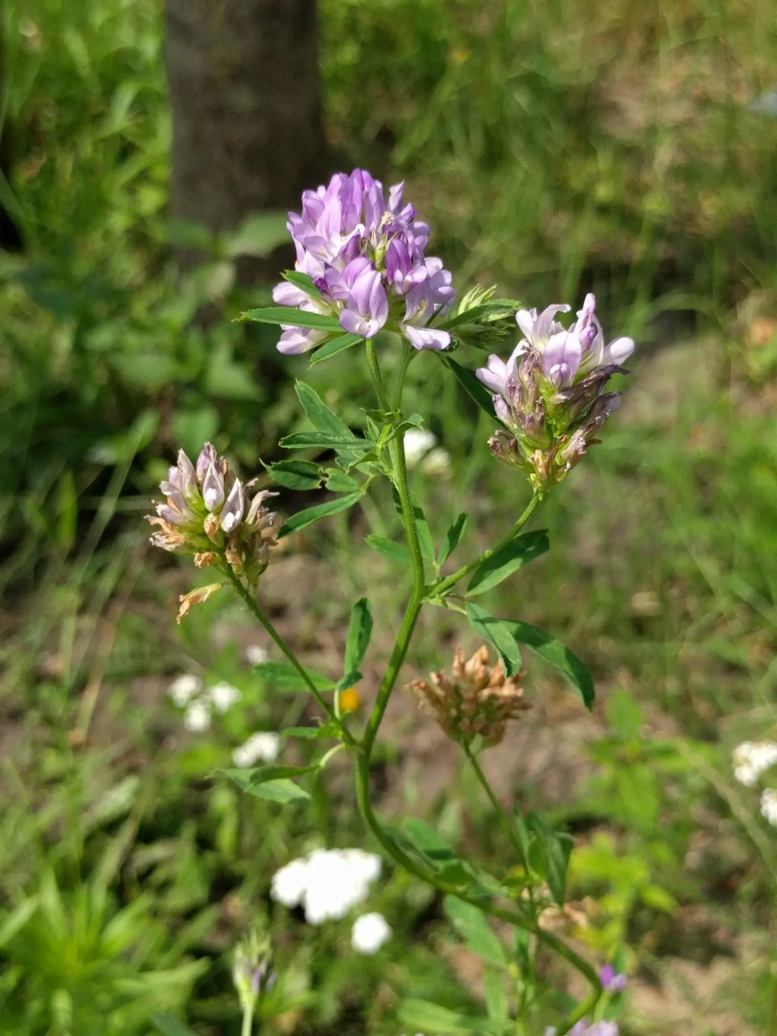 Alfalfa (Medicago Sativa) — extending up to 15-20 feet in optimal soil conditions