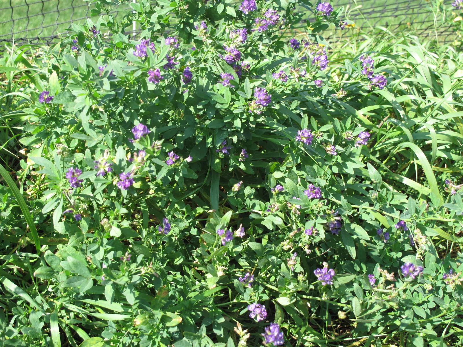 Alfalfa (Medicago Sativa) — Its deep taproots enrich soil with nitrogen, supporting adjacent plant health