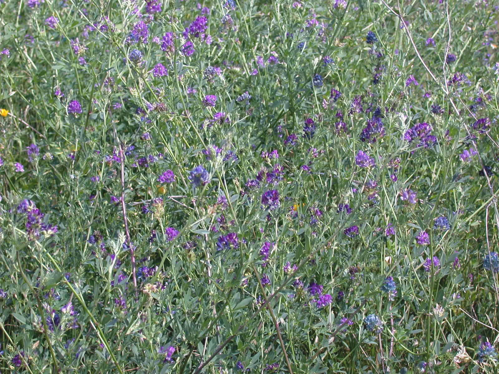 Alfalfa (Medicago Sativa) — It requires full sun exposure and well-drained soil; adding texture and interest to the landscape