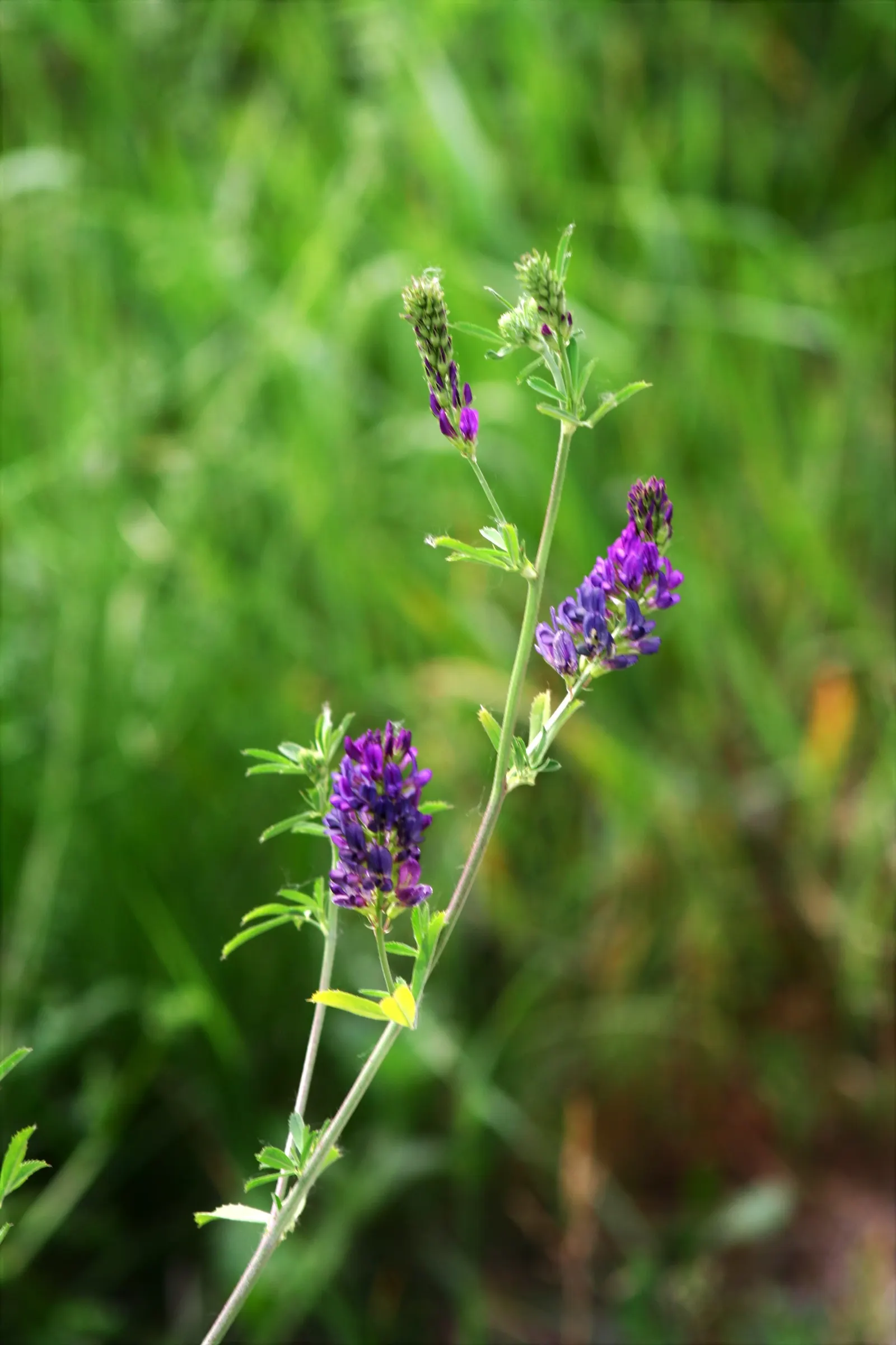 Alfalfa (Medicago Sativa) — perennial with purple blooms; adding nitrogen back into the soil through its root nodules
