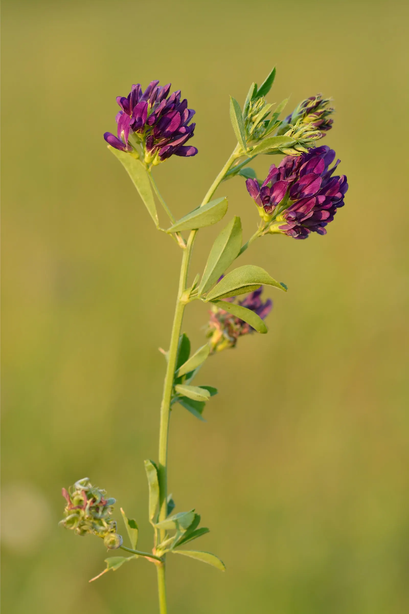 Alfalfa (Medicago Sativa) — alfalfa serves multiple functions